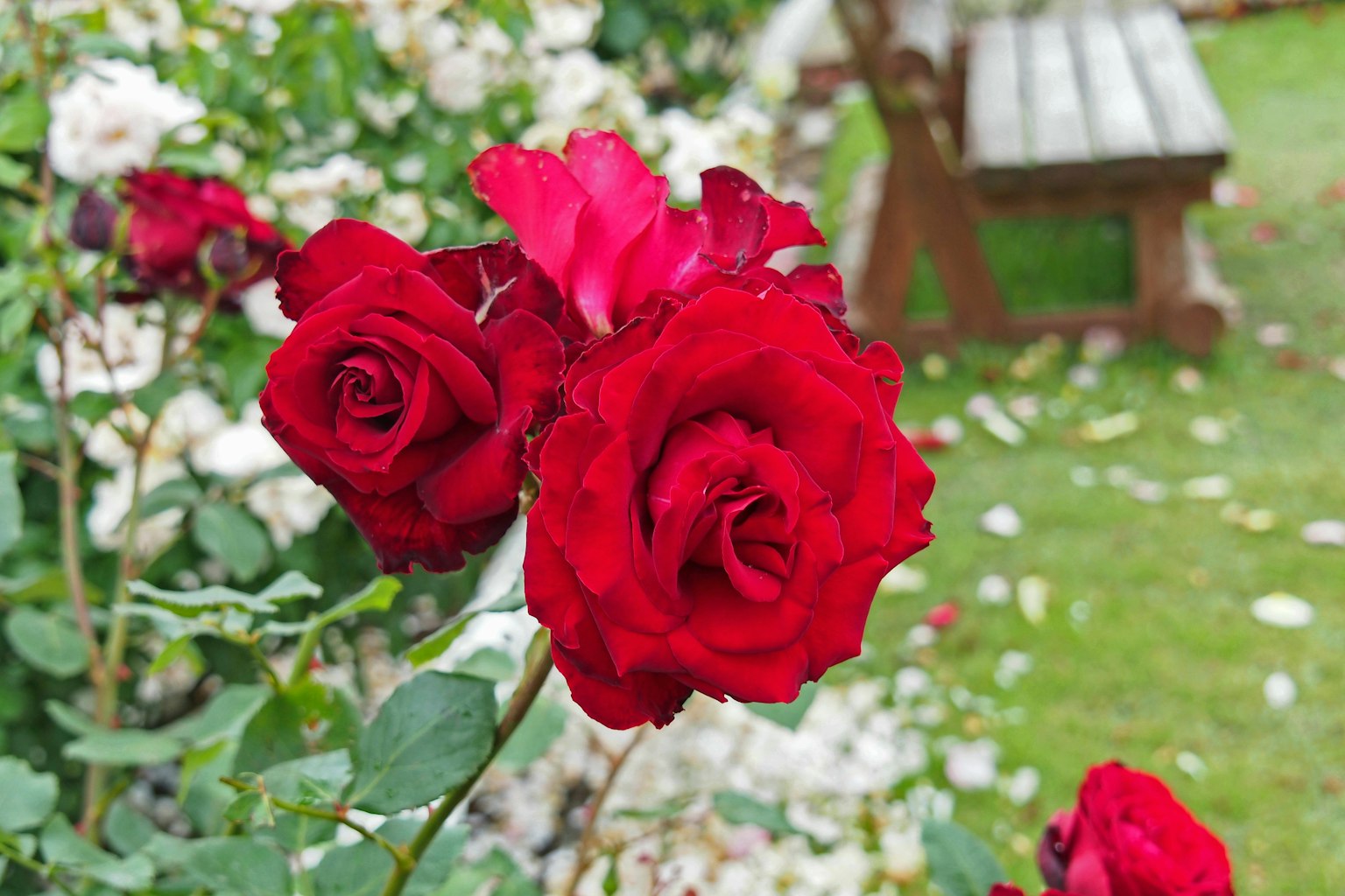 Rose rosse vivaci che fioriscono in un giardino