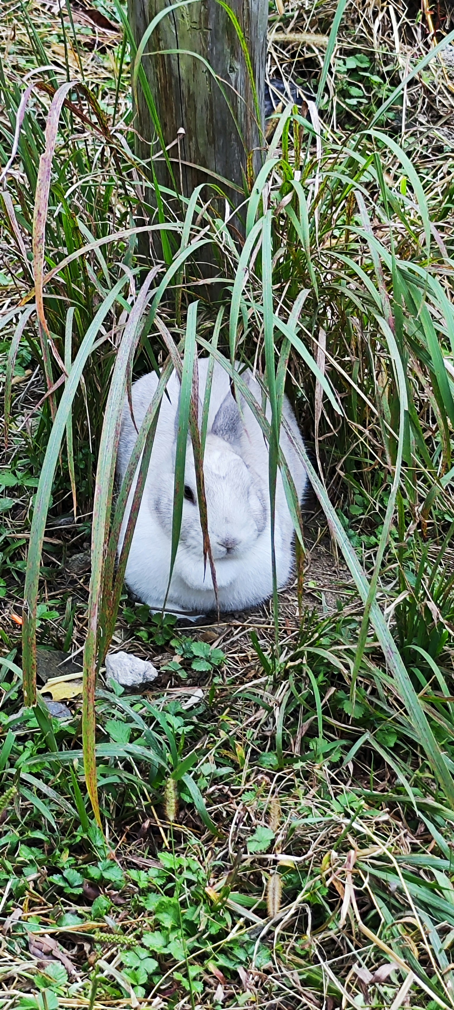 Ein weißer Kaninchen versteckt im hohen Gras