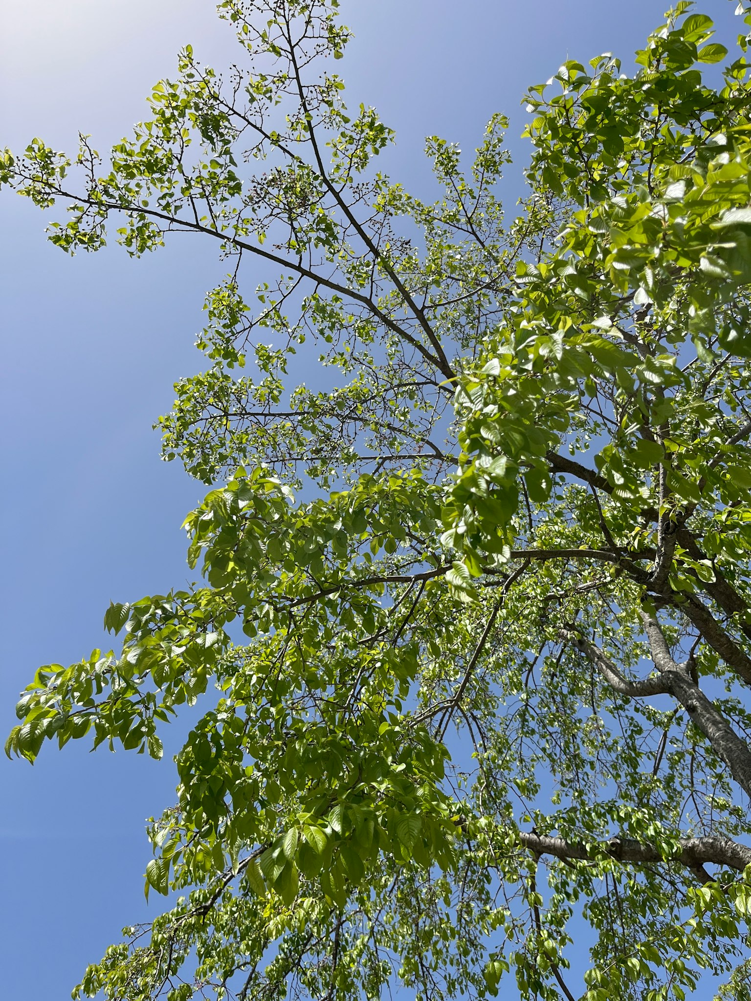 Ramas de árbol con hojas verdes que se extienden hacia el cielo azul
