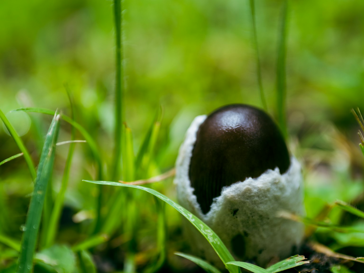 Un oggetto simile a un uovo marrone scuro che emerge da un guscio bianco tra l'erba verde
