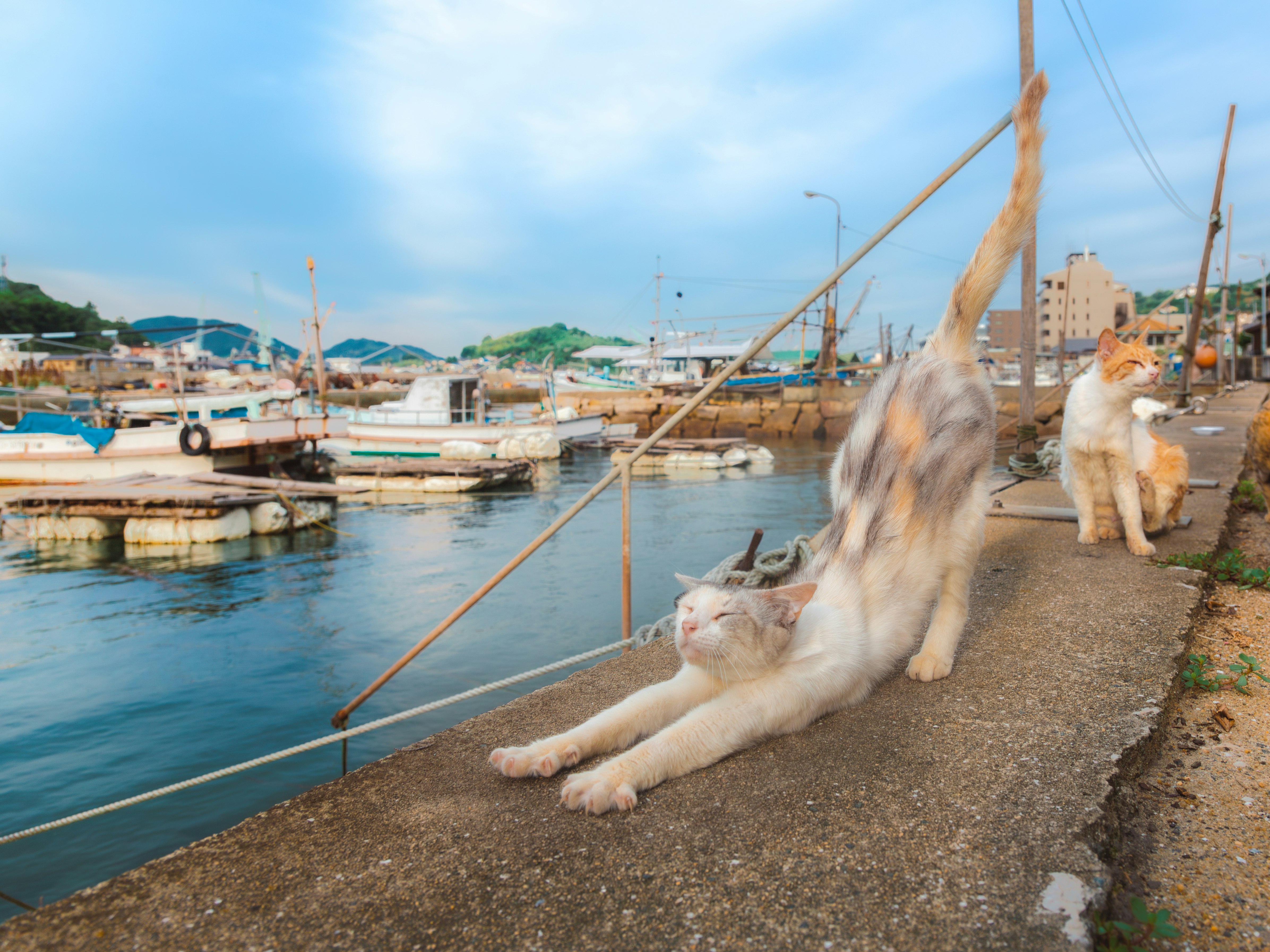 尾道の港でくつろぐ猫の朝のストレッチ