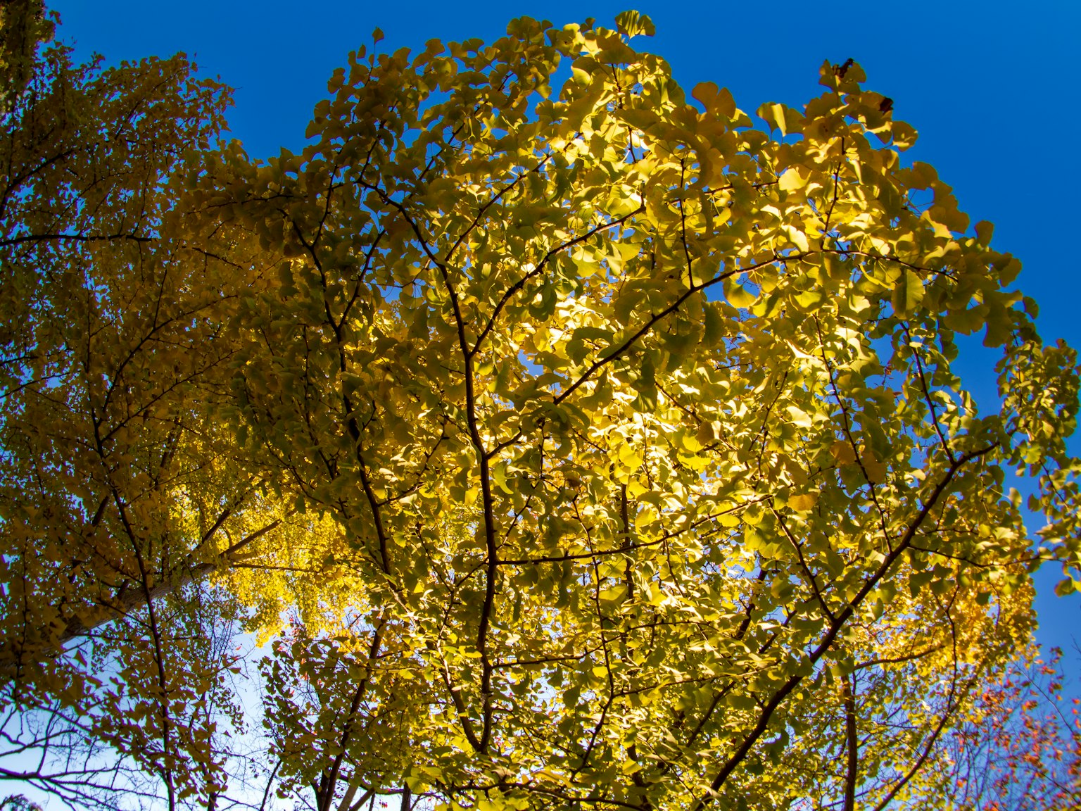 A tree with bright yellow leaves under a blue sky