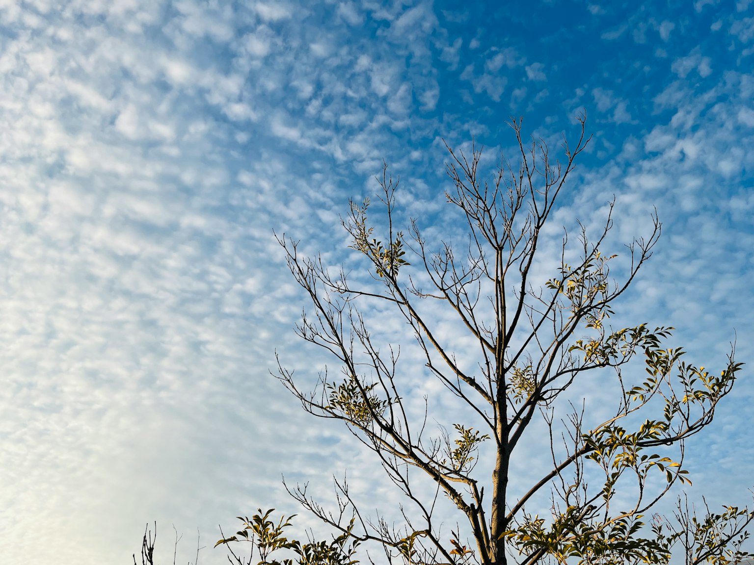 Silhouette eines Baumes vor einem Hintergrund aus blauem Himmel und wispy Wolken