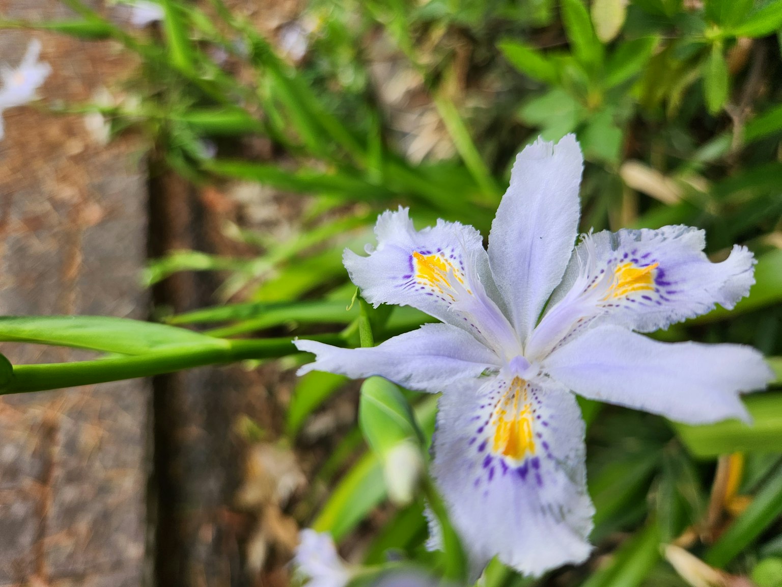 鸢尾花，淡紫色花瓣，具有独特的黄色花纹