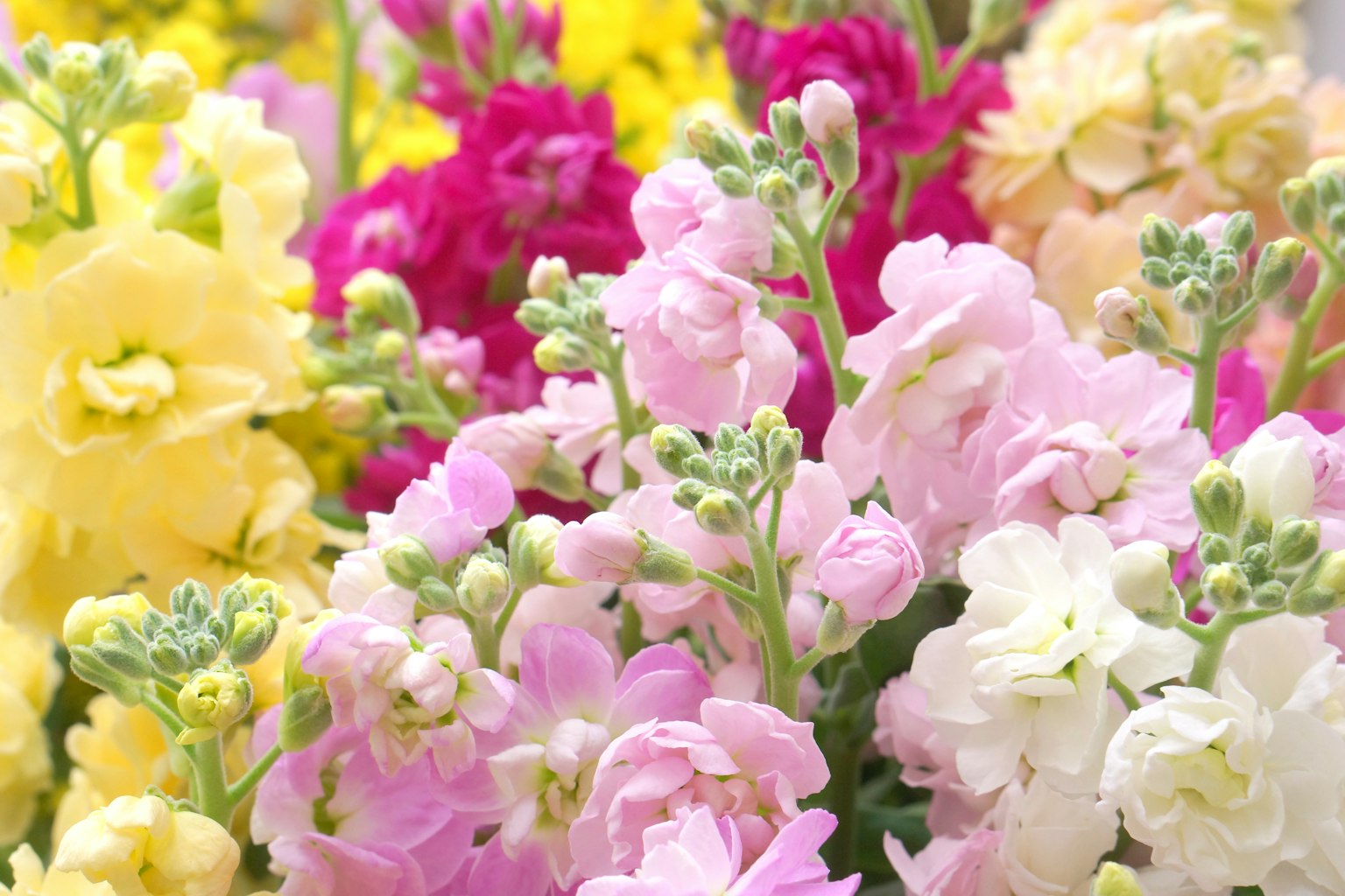 Eine lebendige Darstellung von Blumen mit rosa und gelben Blüten