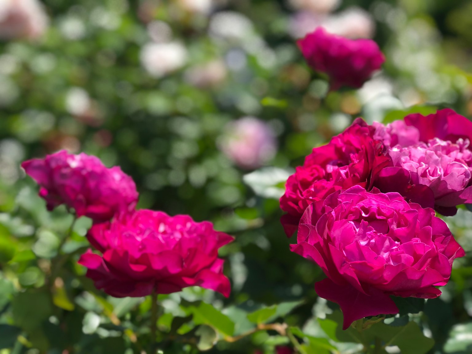 Rosas rosas vibrantes floreciendo en un jardín