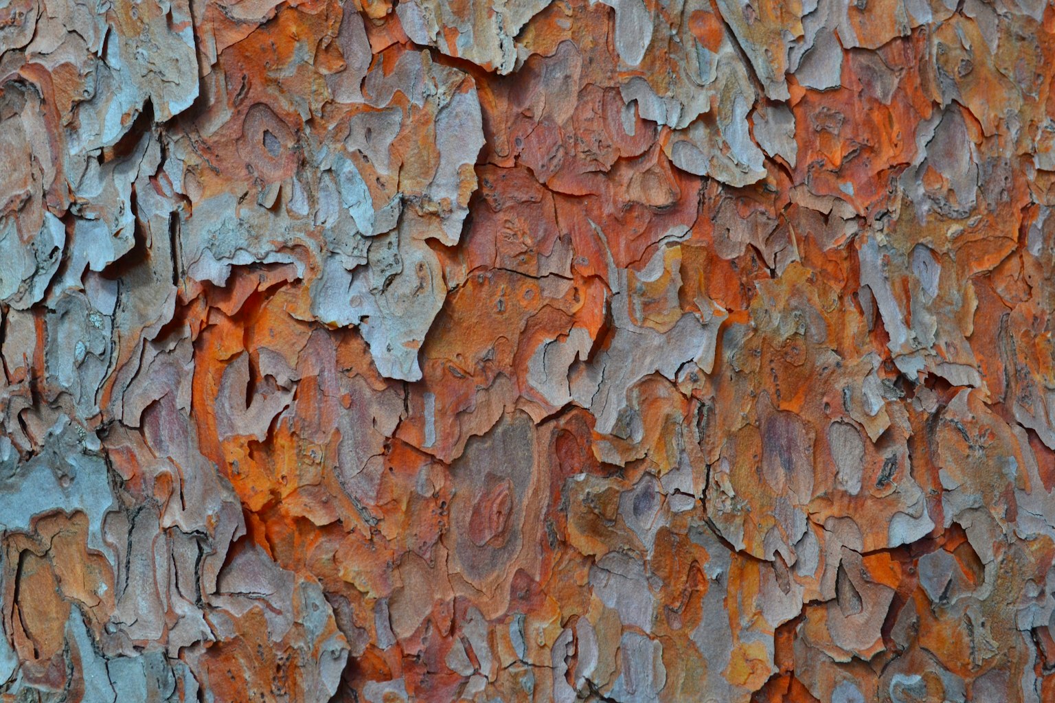 Colorful bark texture with peeling layers