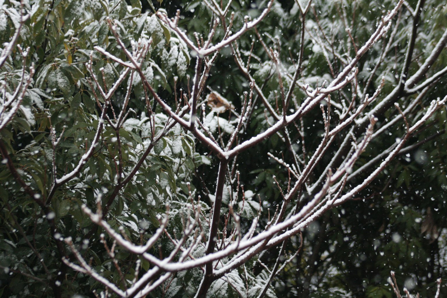 Rami cosparsi di neve tra il fogliame verde