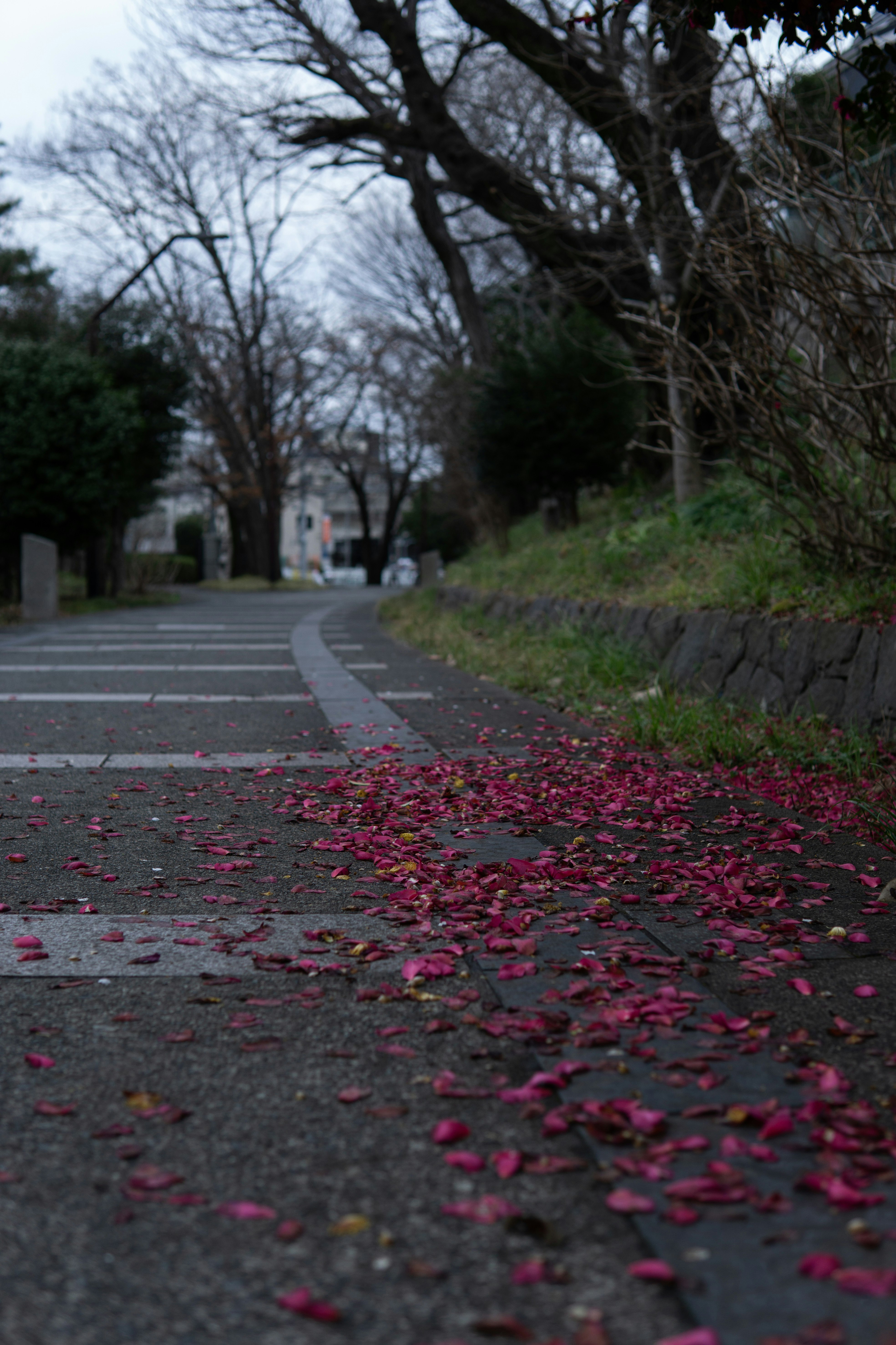 並木道の歩道に散った赤い花びらのある風景
