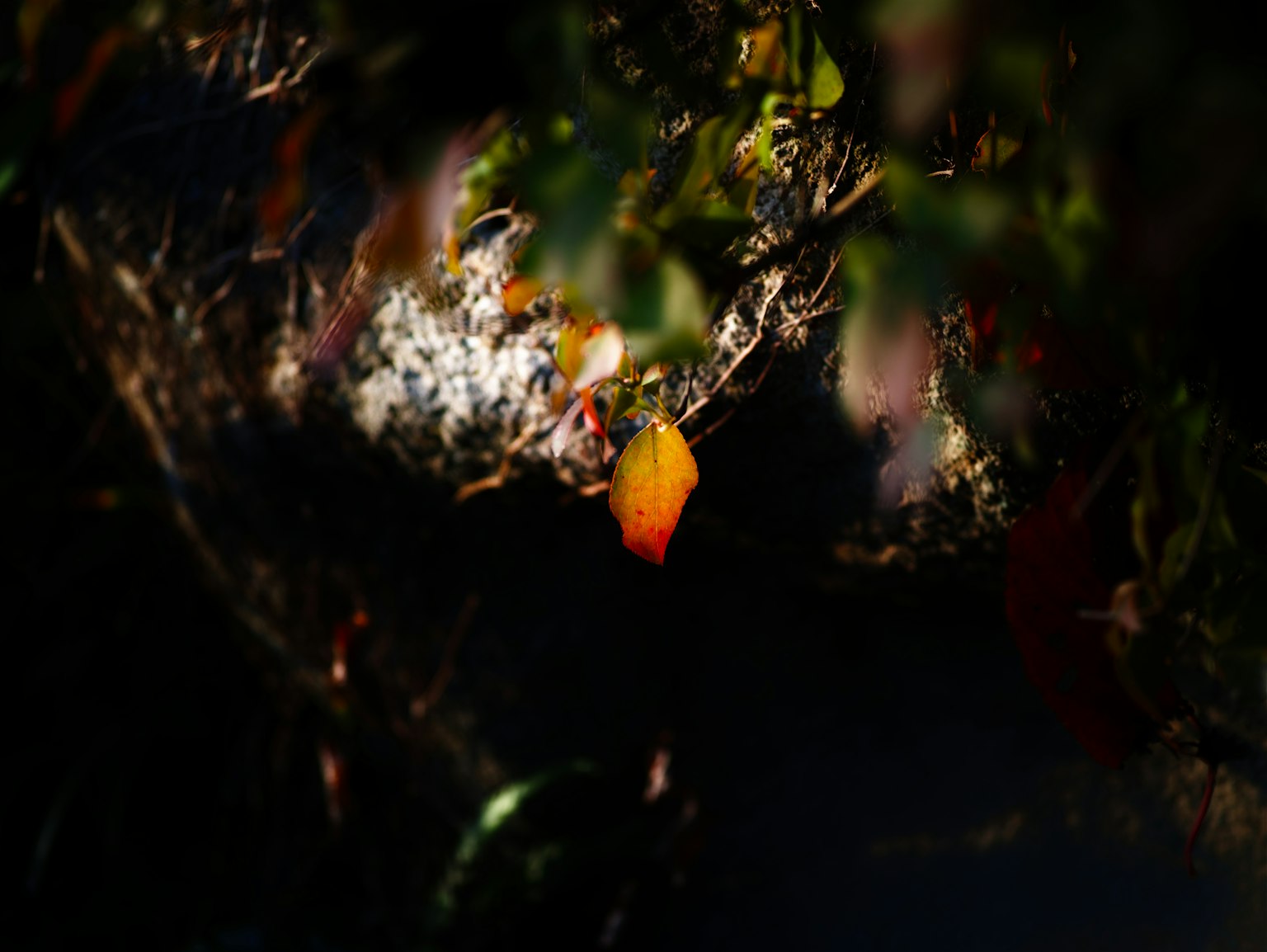 Scena naturale con foglie colorate su uno sfondo scuro