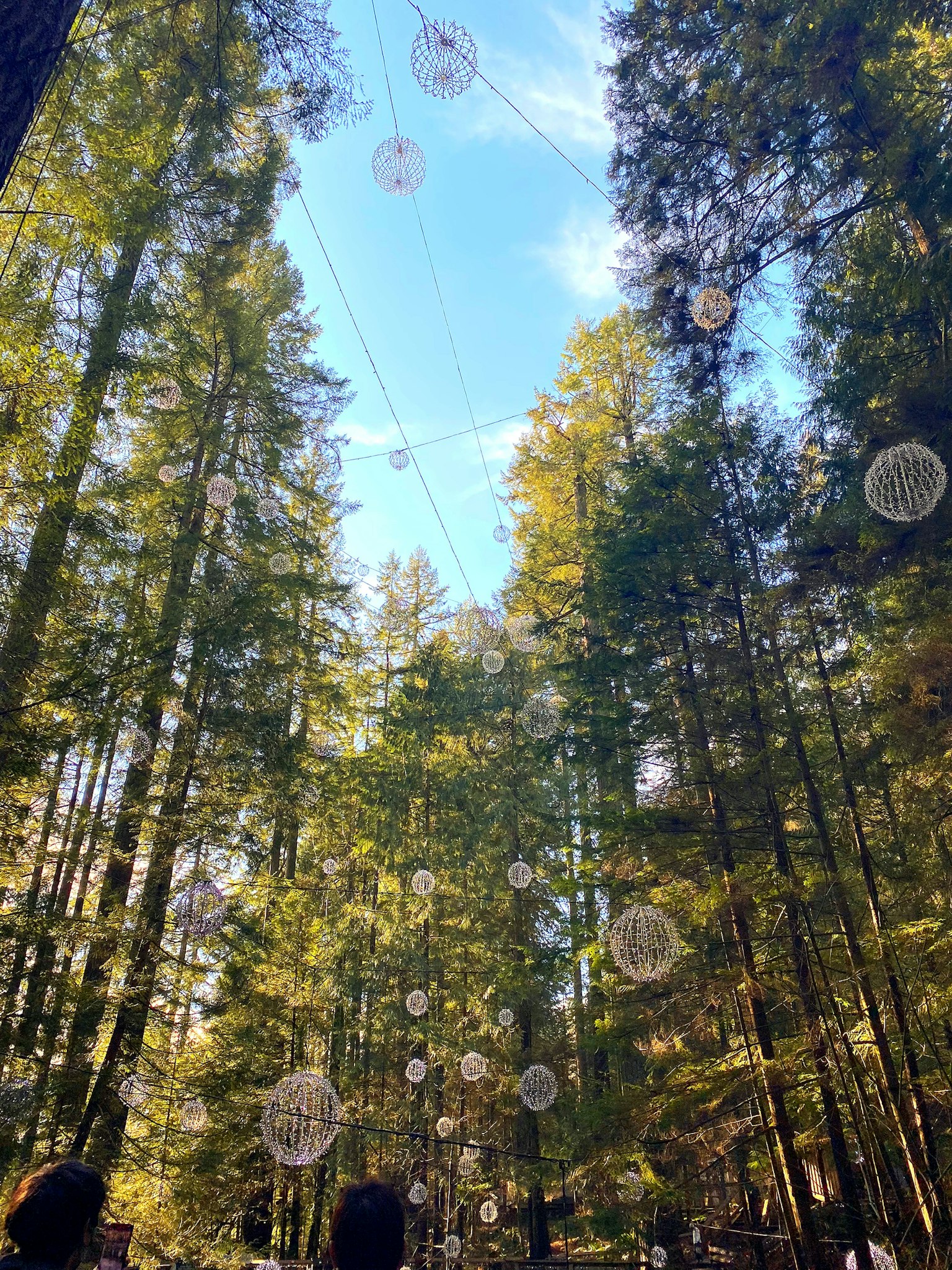 Objets décoratifs suspendus dans une forêt avec ciel bleu
