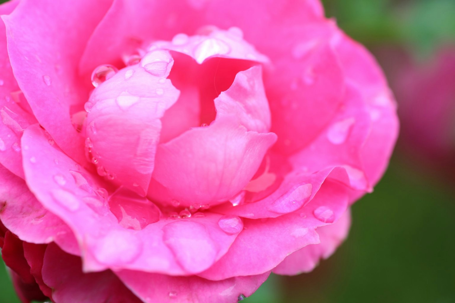 Petali di rosa rosa vibrante con gocce d'acqua