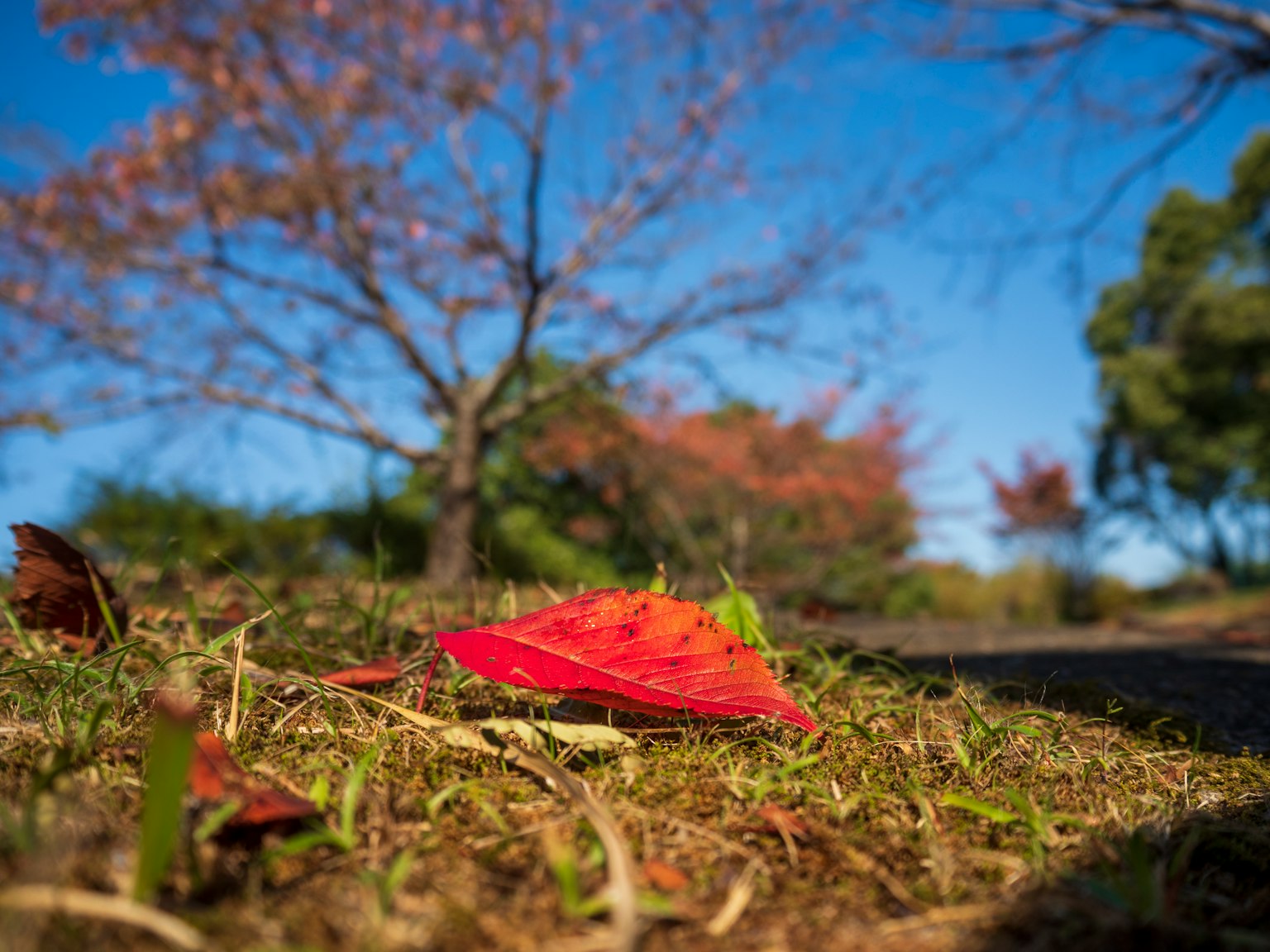 草地上的紅葉在秋天的風景中