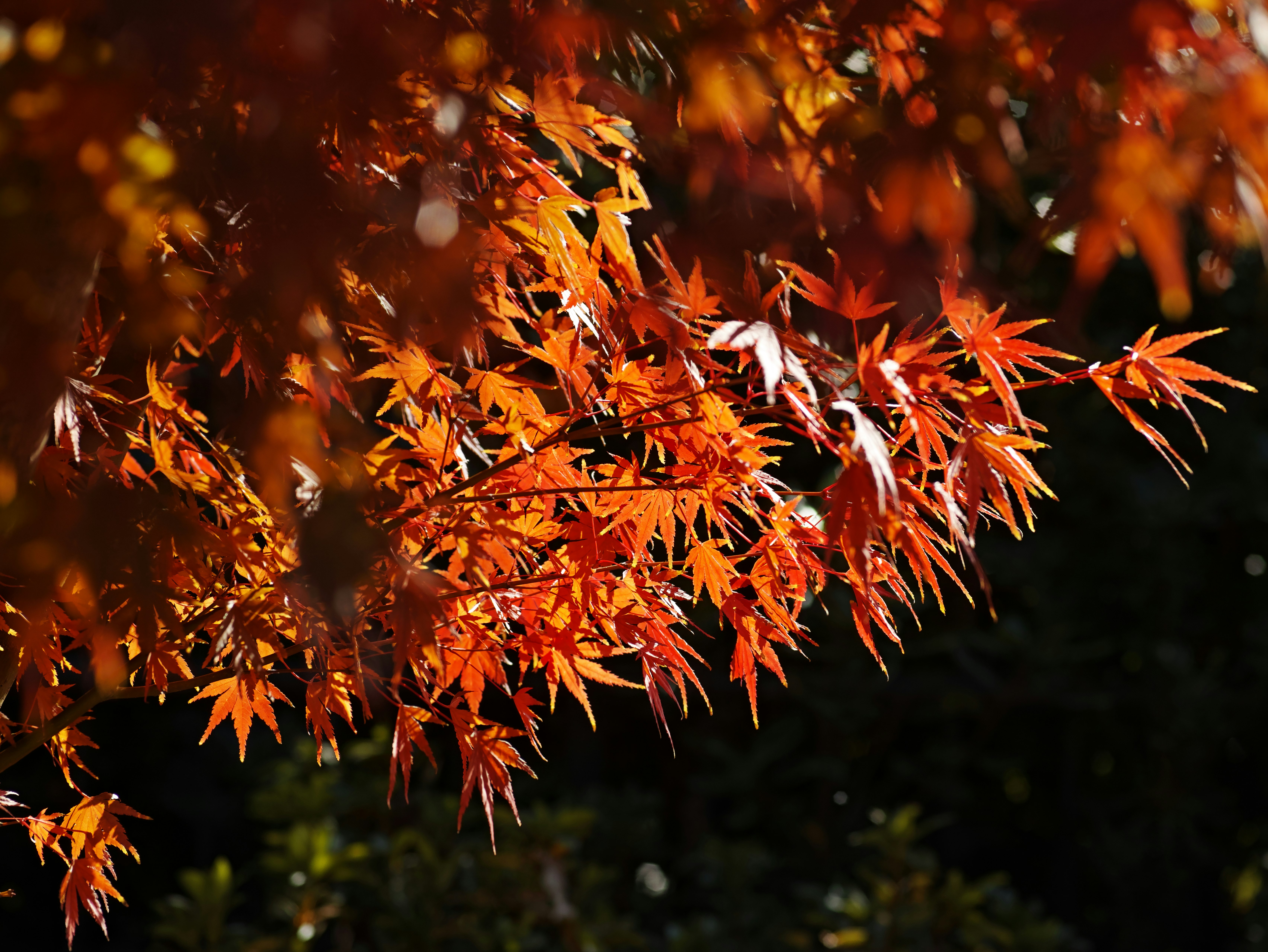 燃えるような紅葉の枝先が揺れる秋の木々