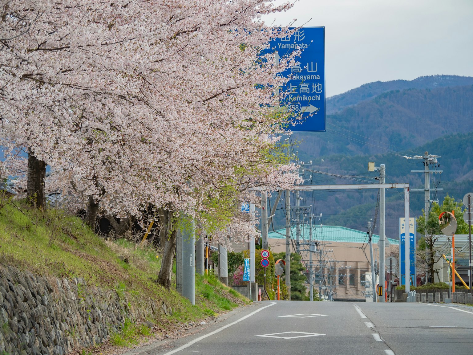 Strada fiancheggiata da alberi di ciliegio in fiore e un cartello blu