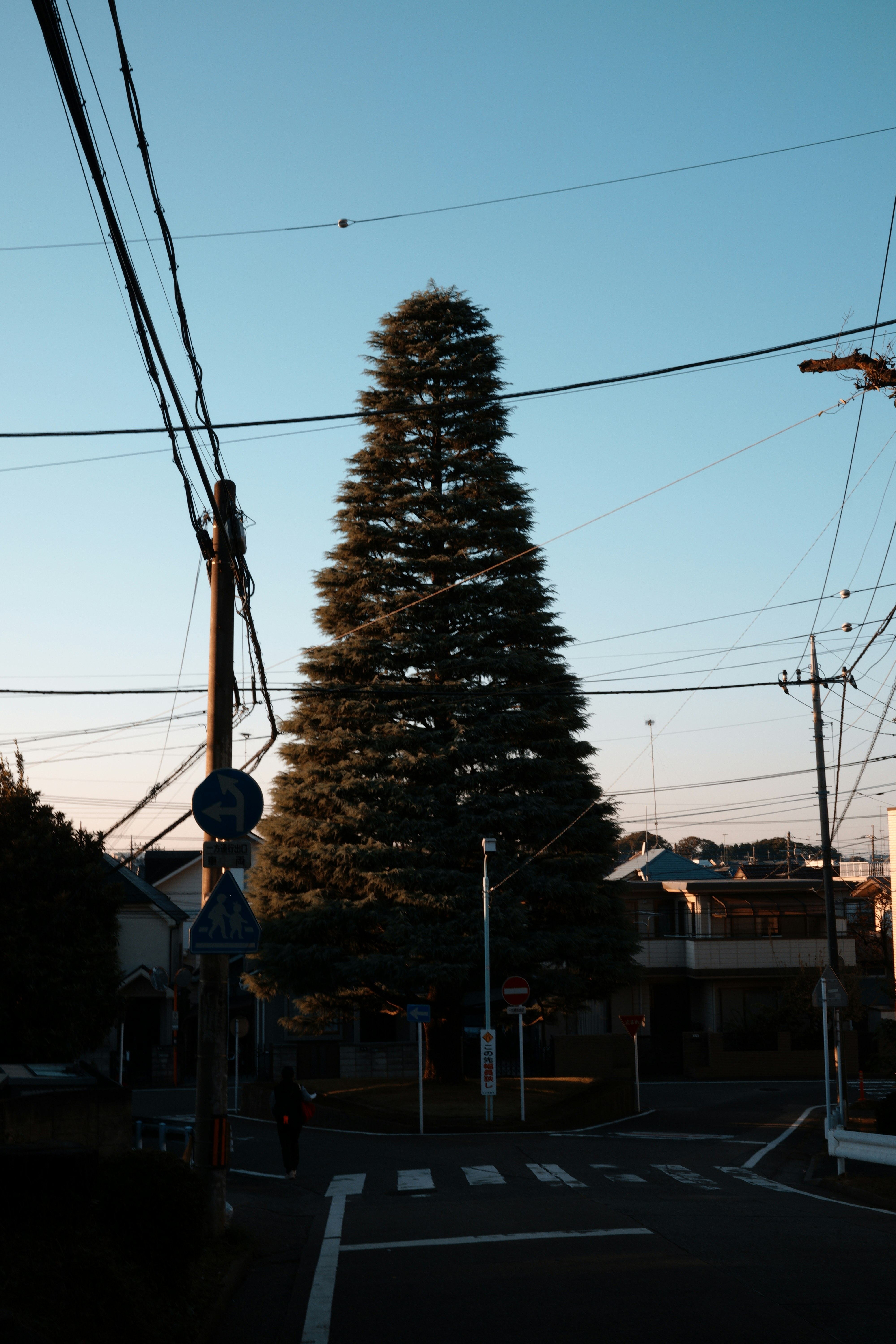 夕暮れの電線と大きな街路樹のある住宅街の通り