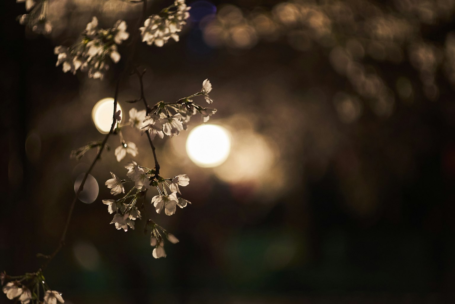 Branches de cerisier illuminées par des lumières douces la nuit