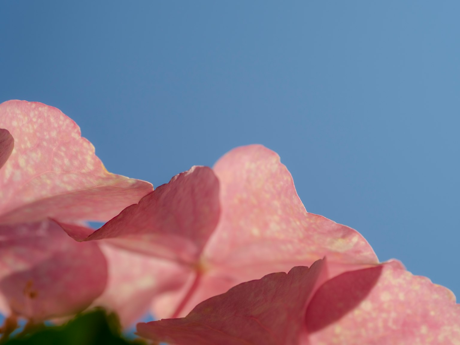 Nahaufnahme von sanften rosa Blütenblättern vor blauem Himmel