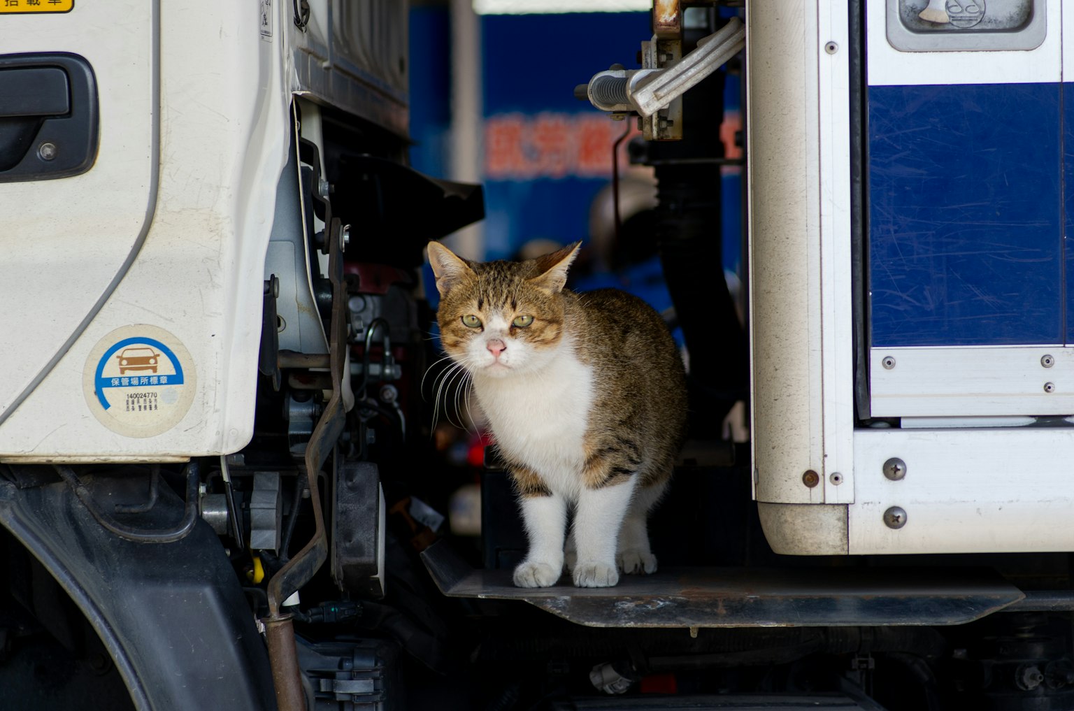 Braun-weiße Katze steht vor der Tür eines Lastwagens