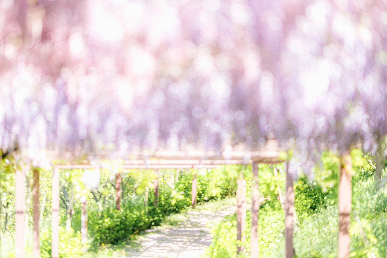 Sentiero fiancheggiato da fiori viola chiaro immerso nel verde