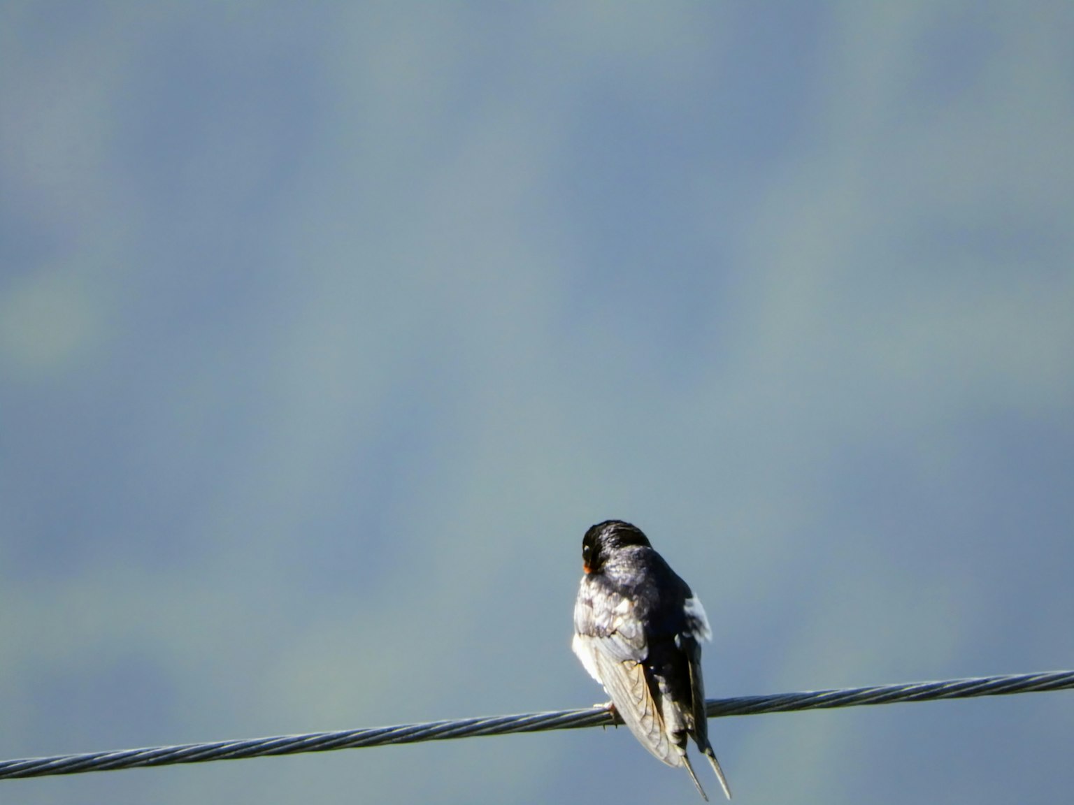 Gros plan d'un petit oiseau perché sur un fil avec un fond bleu flou