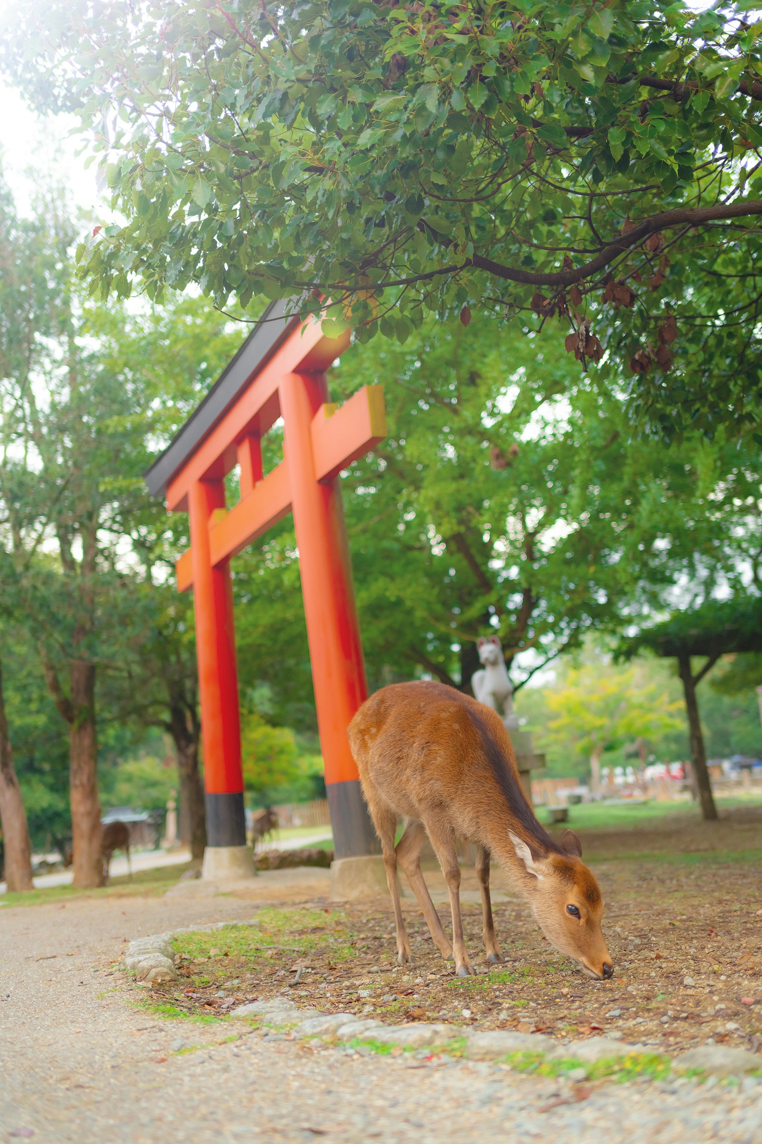 Un cerf broutant devant un torii rouge entouré de verdure