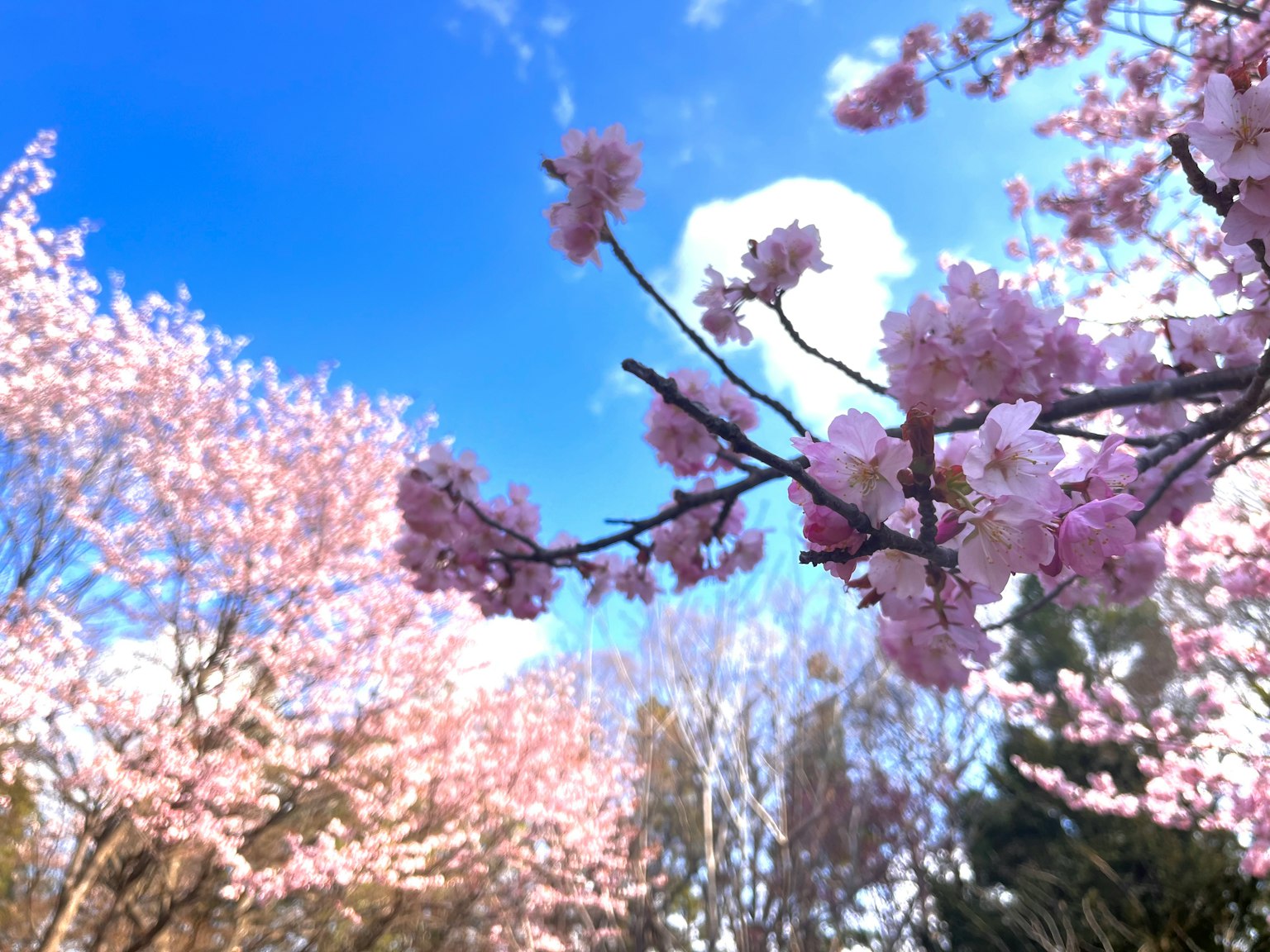Cherry blossom branches with pink flowers against a blue sky and white clouds