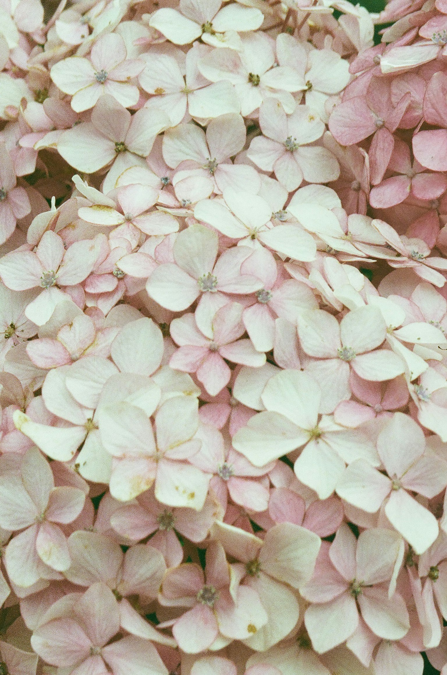 Groupe de pétales de fleurs d'hortensia roses délicats