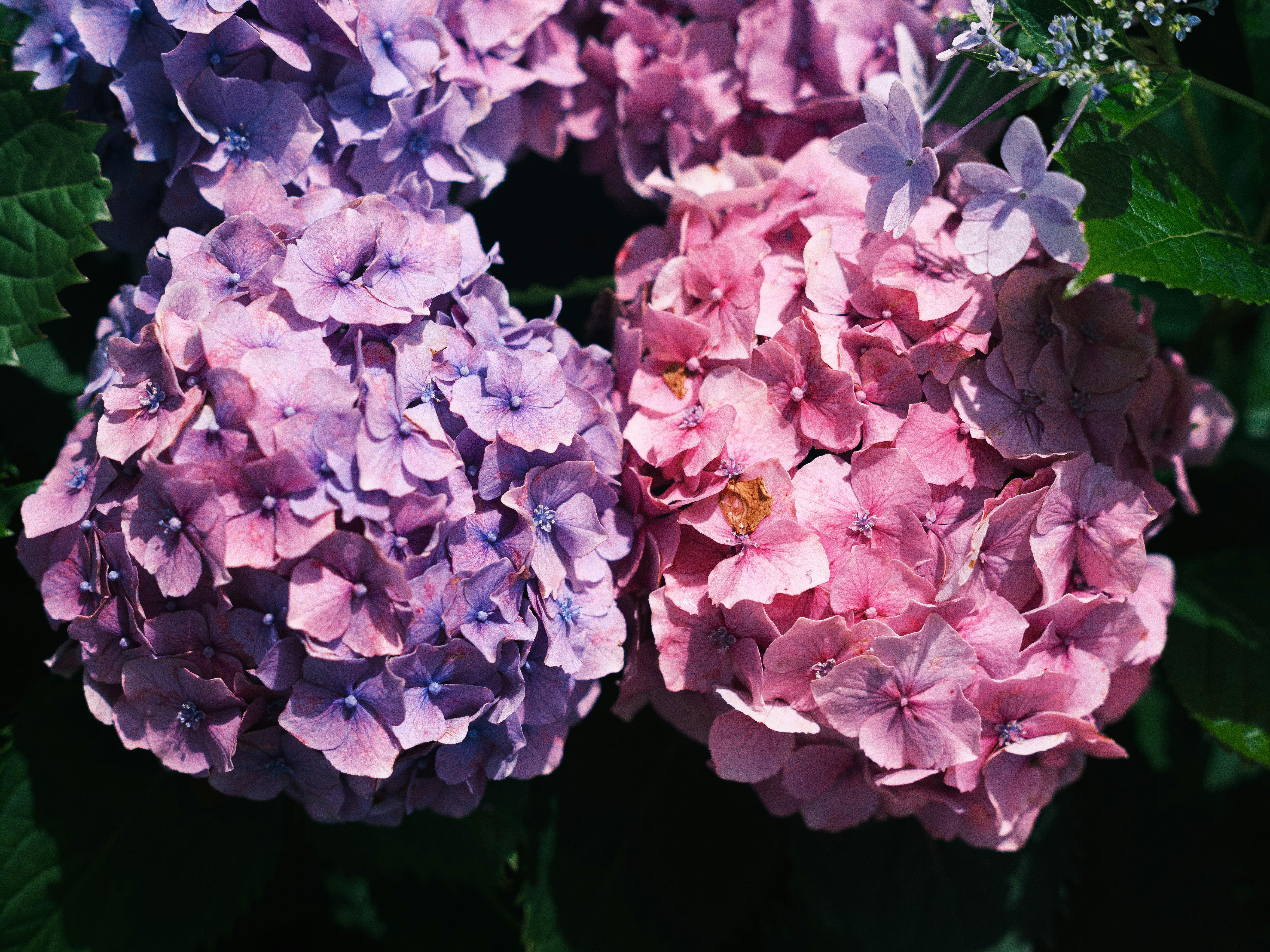 紫とピンクのアジサイの花束のアップ