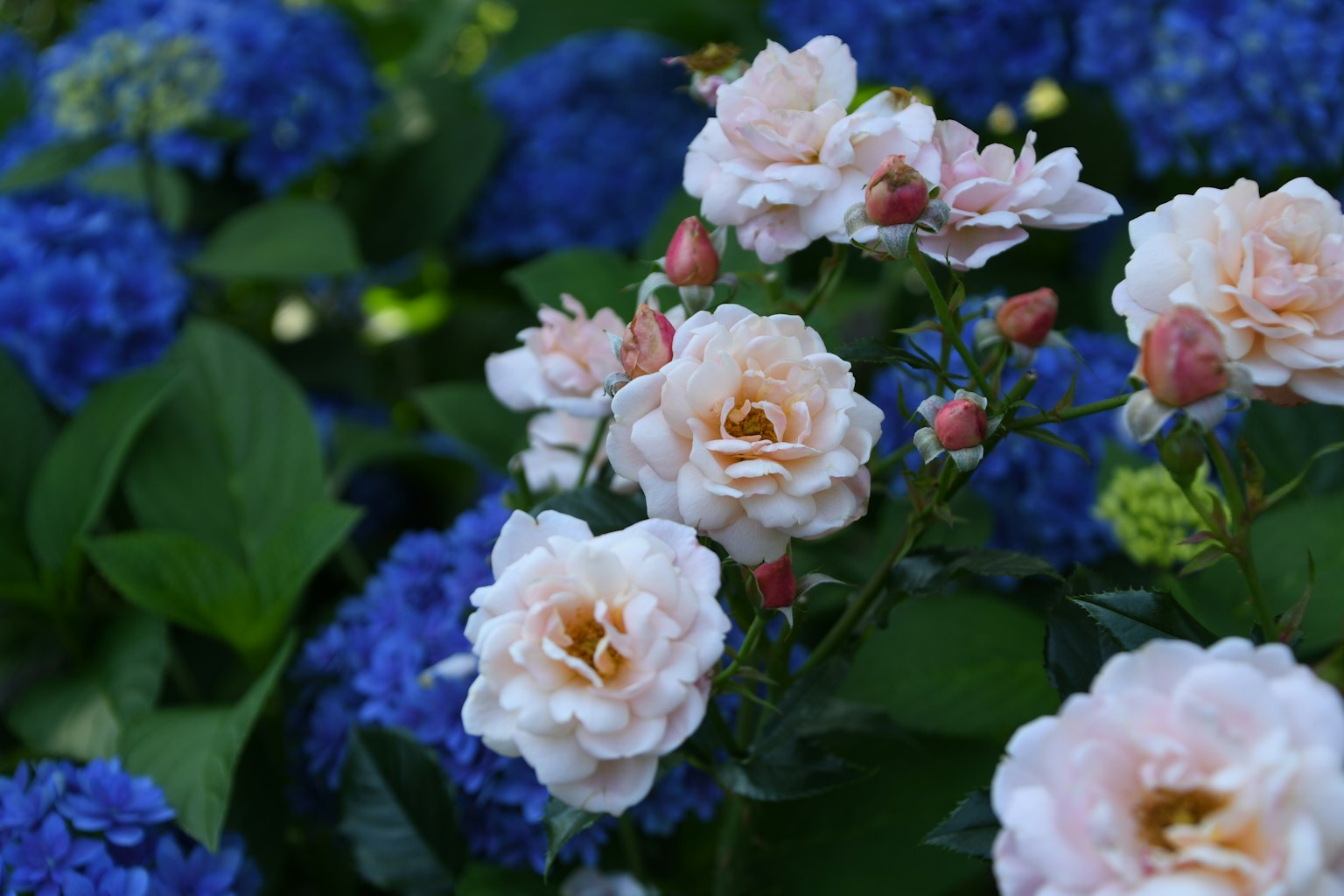 กุหลาบสีชมพูอ่อนบานอยู่เบื้องหลังไฮเดรนเยียสีน้ำเงิน