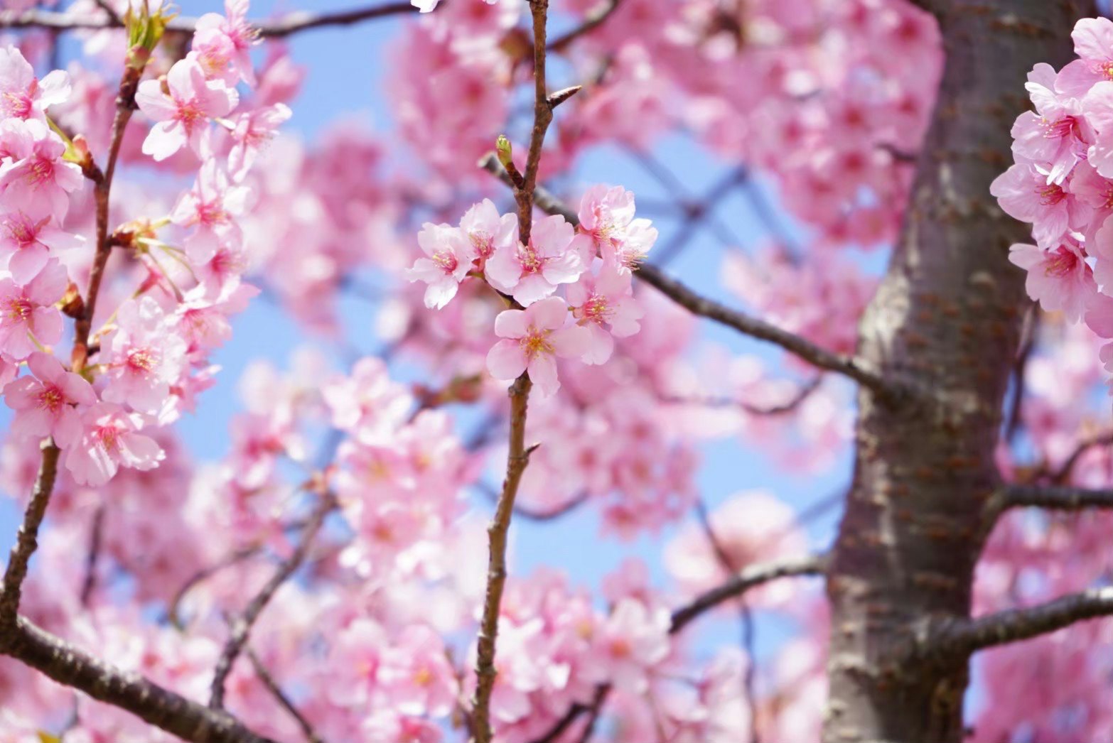 桜の花が咲き並ぶ枝先のアップ