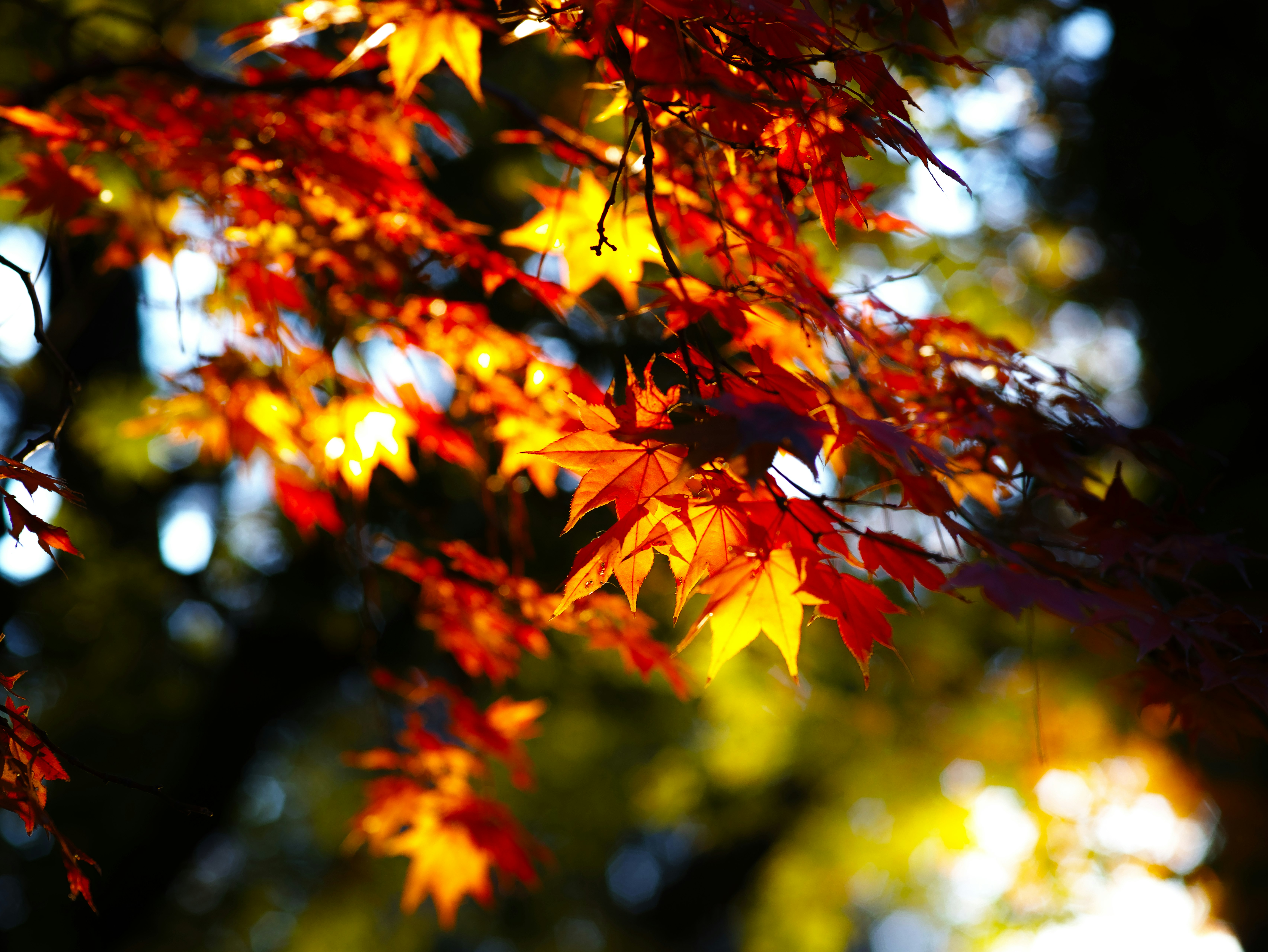 Nahaufnahme von herbstlichen Ahornblättern an einem Ast