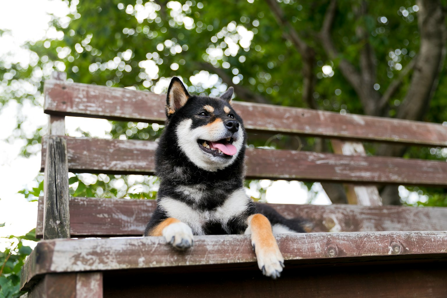 在綠色戶外環境中休息的柴犬坐在木製長椅上