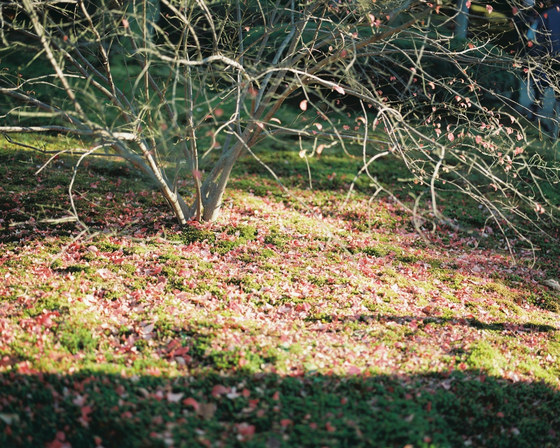 ground covered with blooming flowers and shrubs in a garden