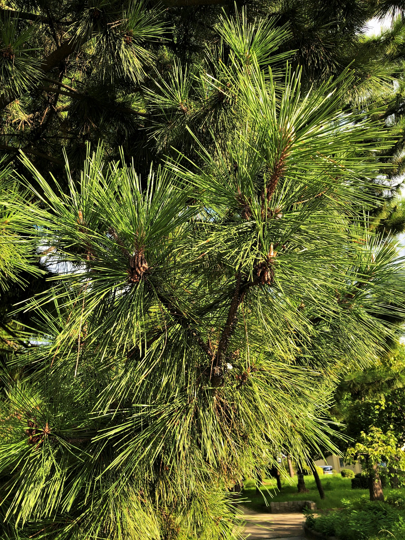Close-up of green pine needles and young buds on a branch