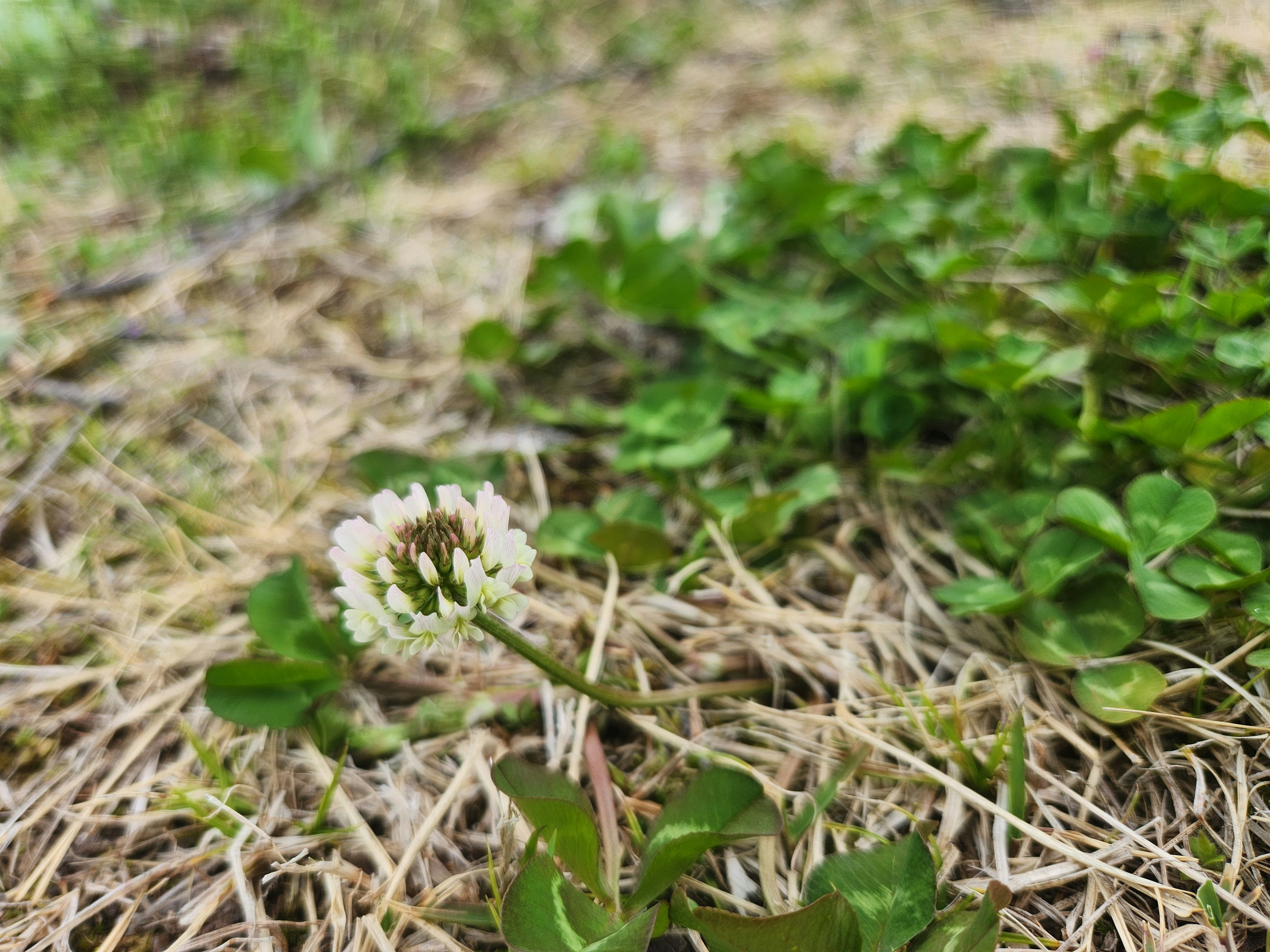 芝生の中に咲くシロツメクサの花