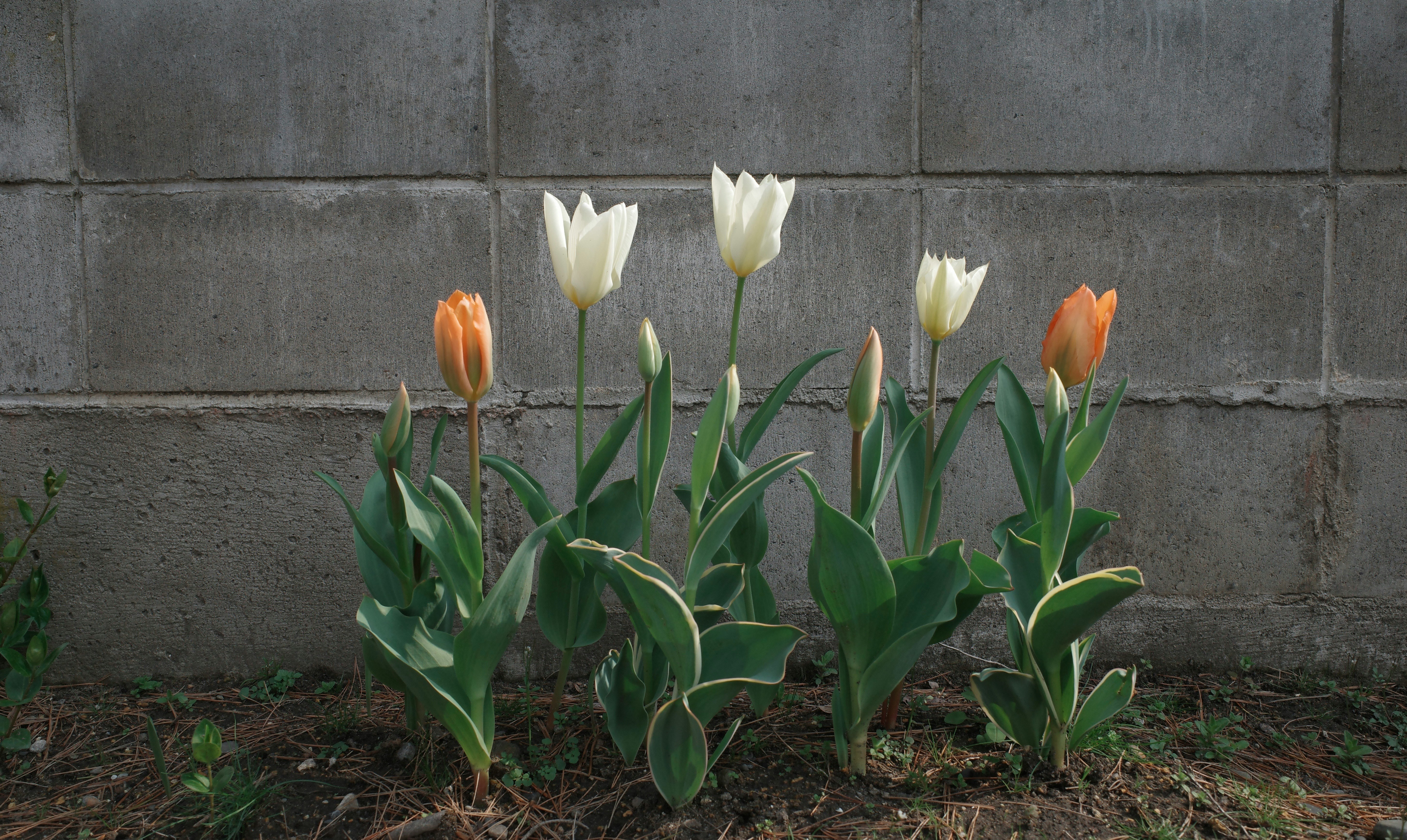 tulips lined up along a wall