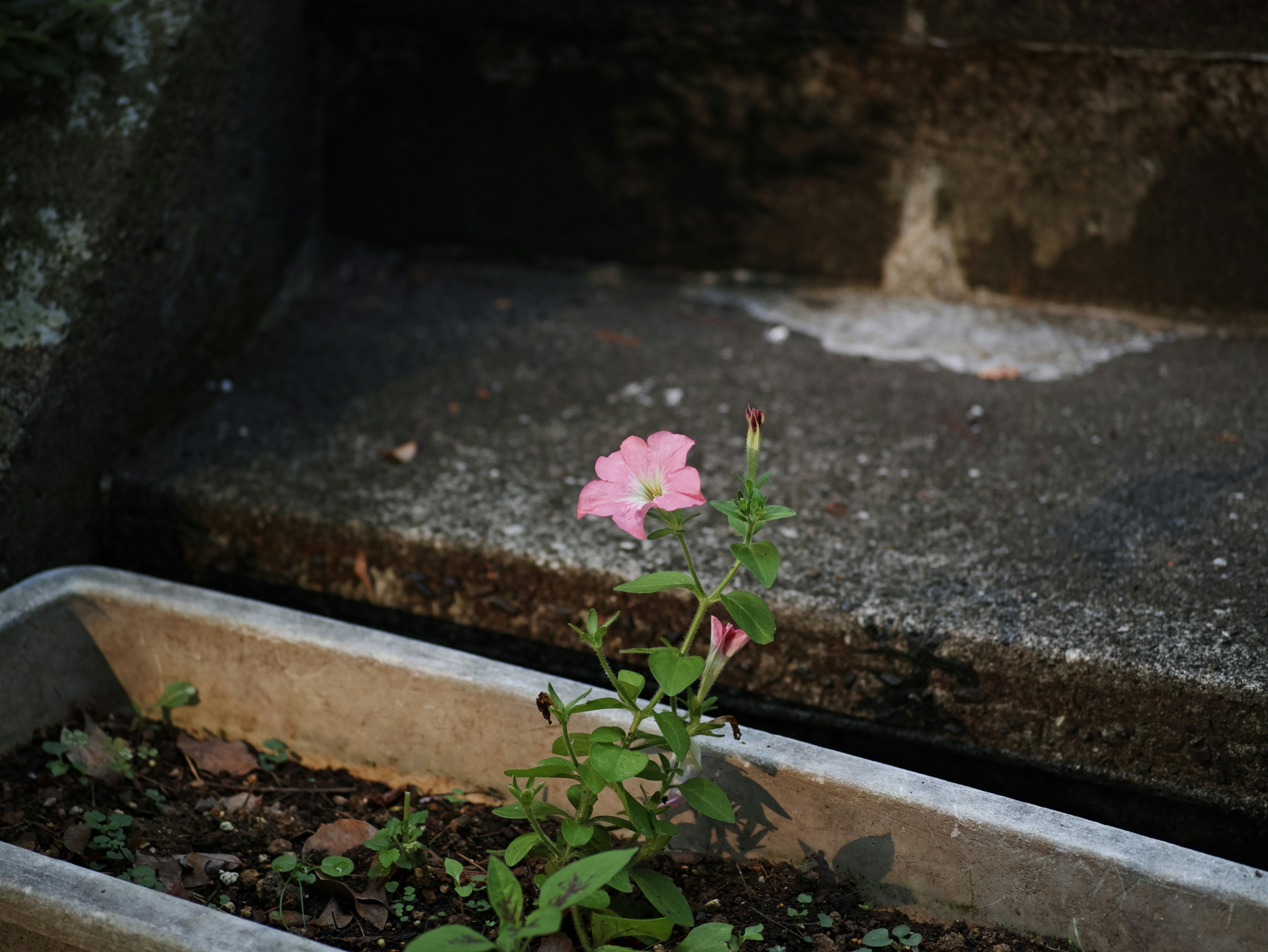 植木鉢の縁に咲く小さなピンクの花