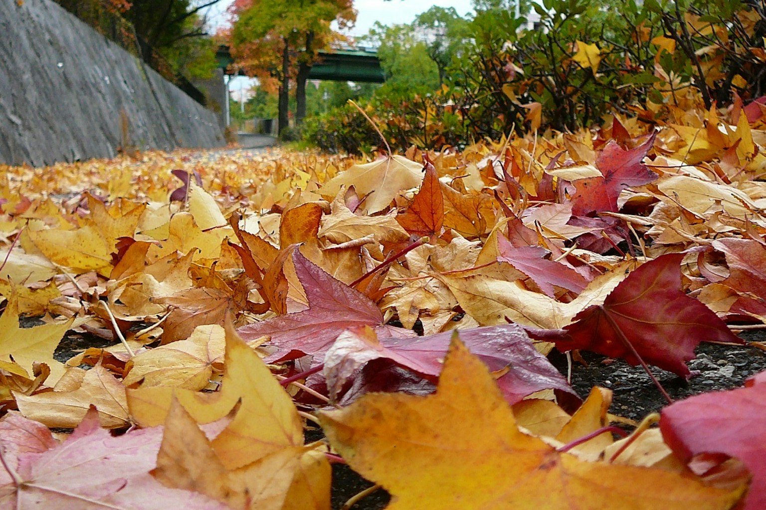 Colorful autumn leaves scattered on the ground