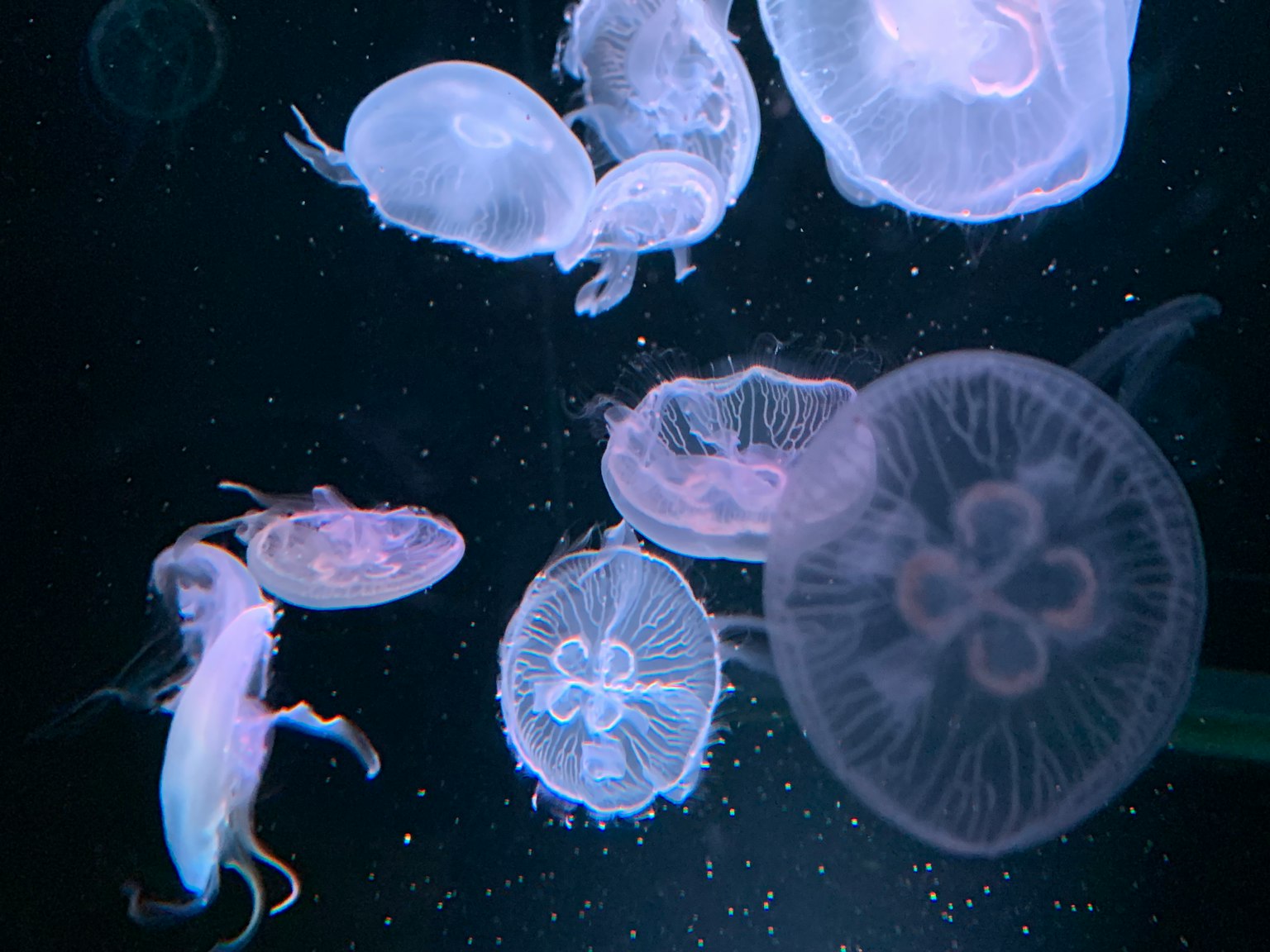 Un gruppo di meduse che galleggiano in acqua con uno sfondo blu brillante