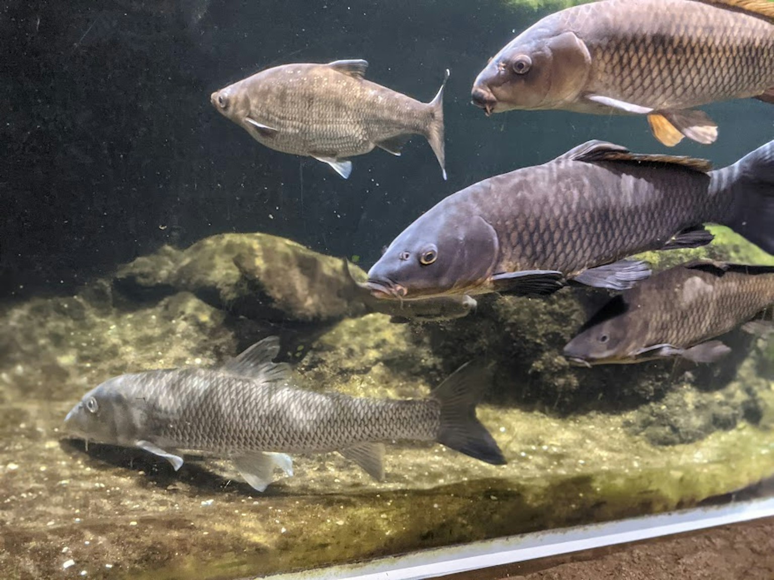水族箱中游动的多条鱼与岩石