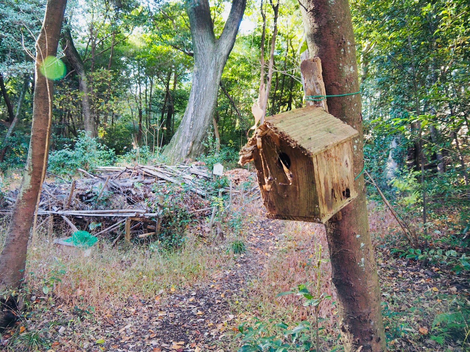 一座小鳥屋掛在樹上，背景是森林環境