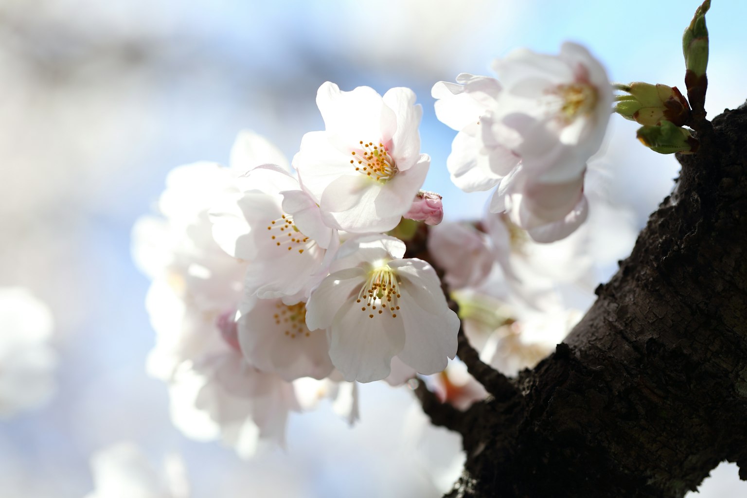 Close-up of cherry blossom flowers on a tree branch