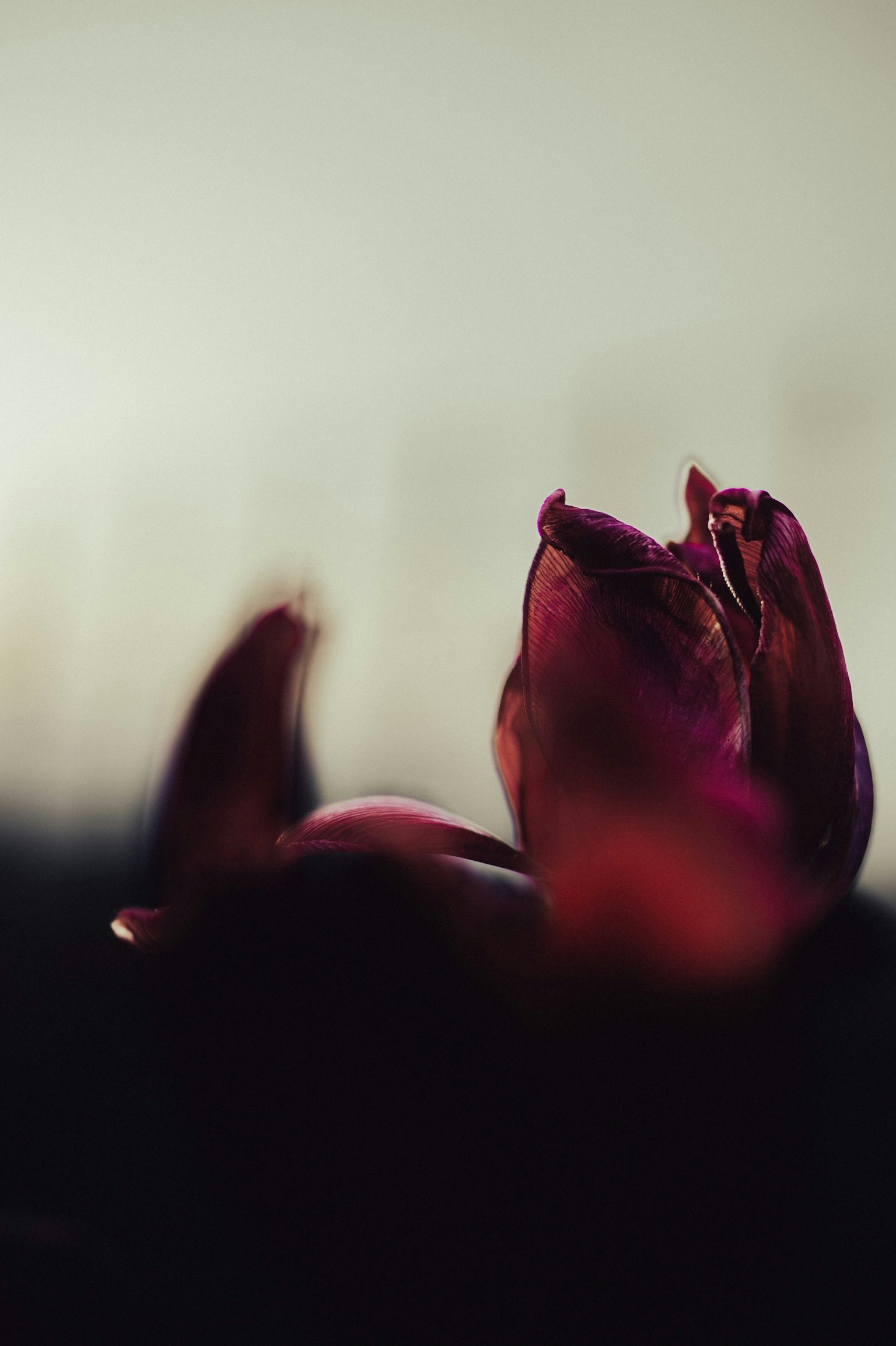 Une belle photo d'une fleur violette sur un fond flou