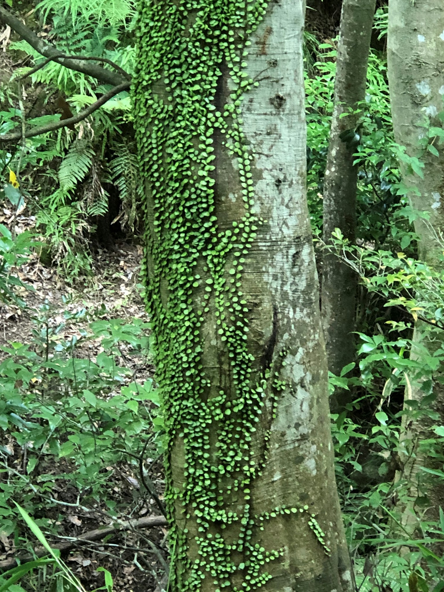 Image d'un tronc d'arbre recouvert de feuillage vert montrant la beauté de la nature dans une forêt
