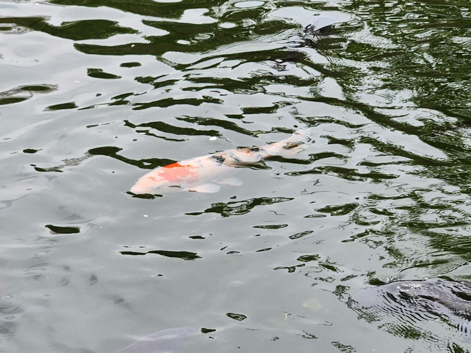 Un pez koi parcialmente sumergido en agua con reflejos verdes