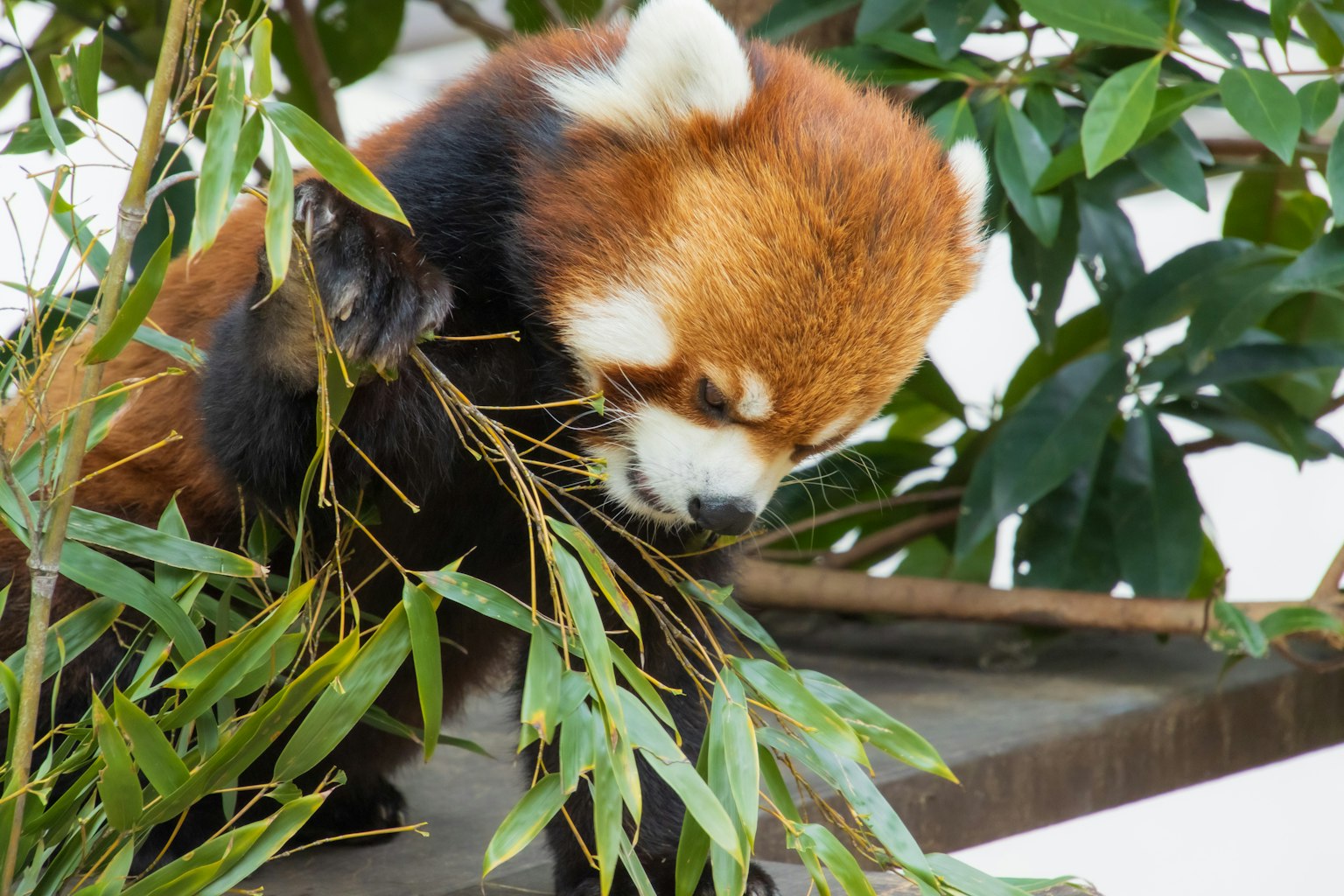Panda roux mangeant du bambou entouré de feuilles vertes