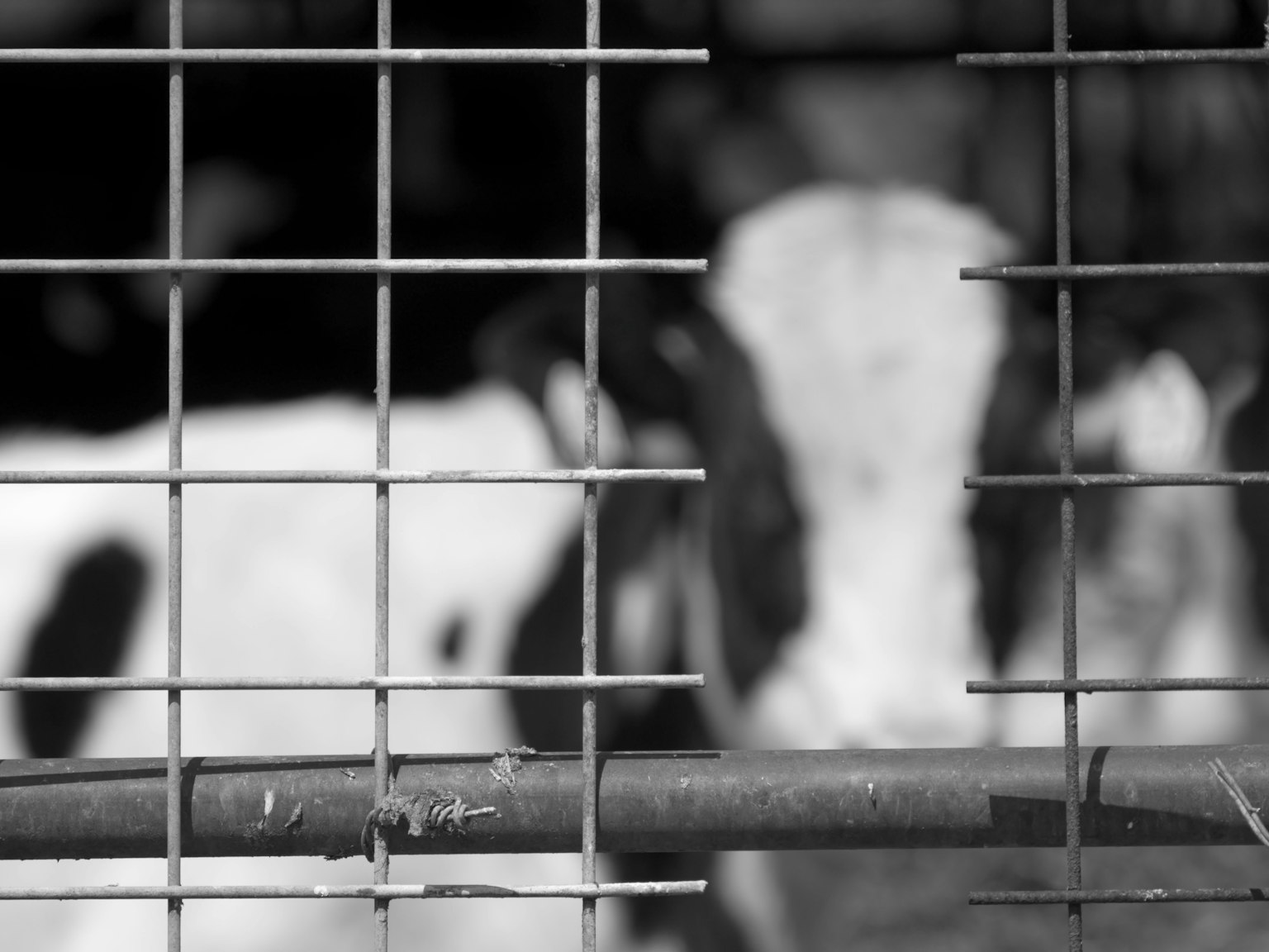 Faccia di mucca visibile attraverso una recinzione a griglia in bianco e nero