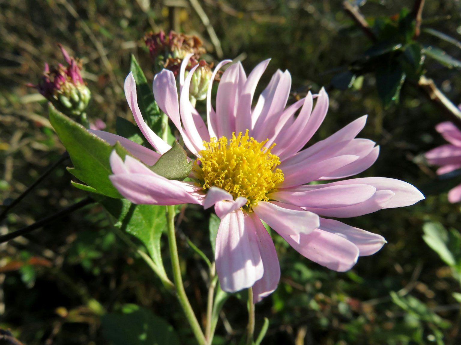 Nahaufnahme einer rosa Blume mit Blütenblättern und einem auffälligen gelben Zentrum