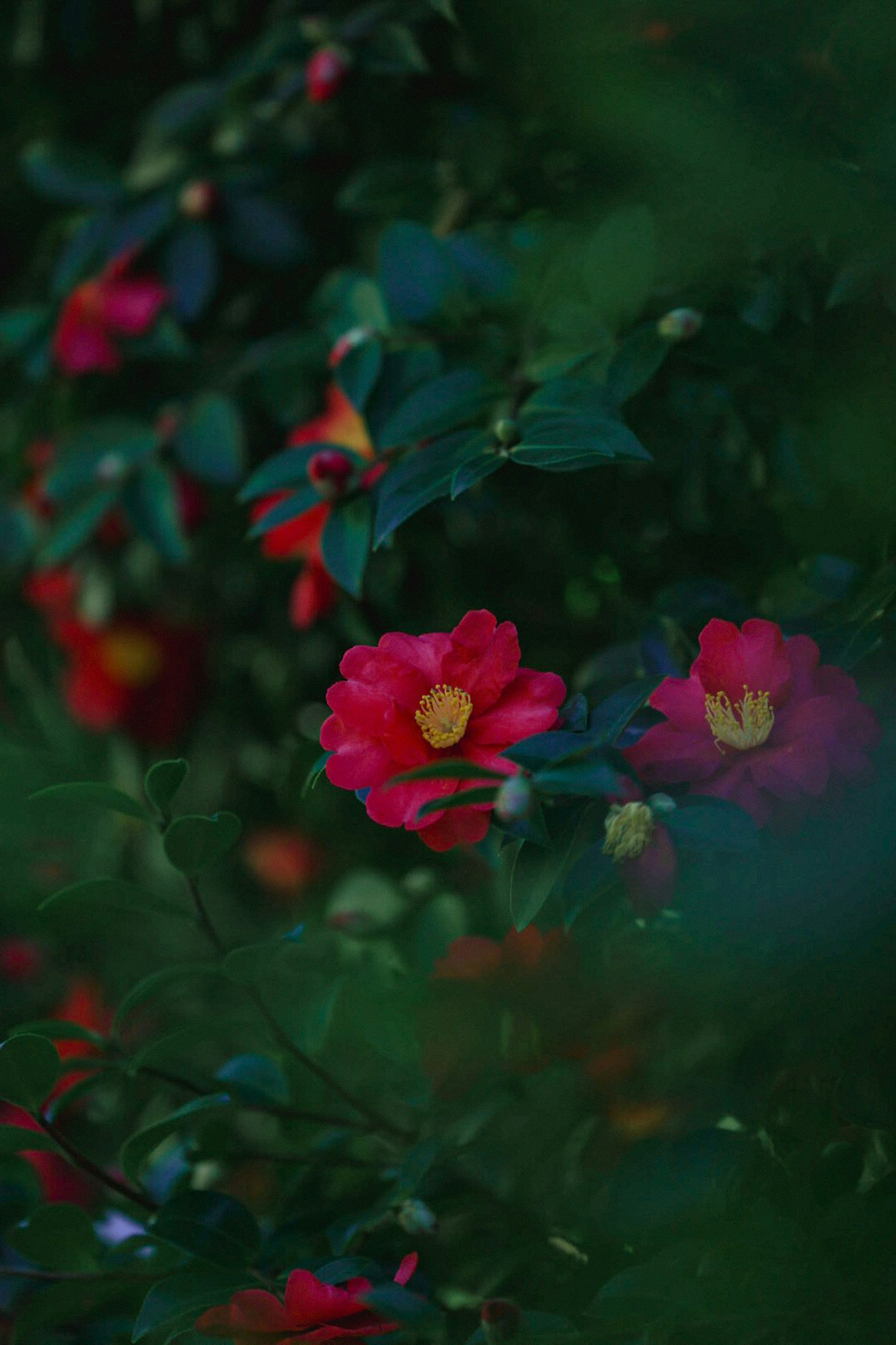 Fleurs rouges s'épanouissant sur un fond vert